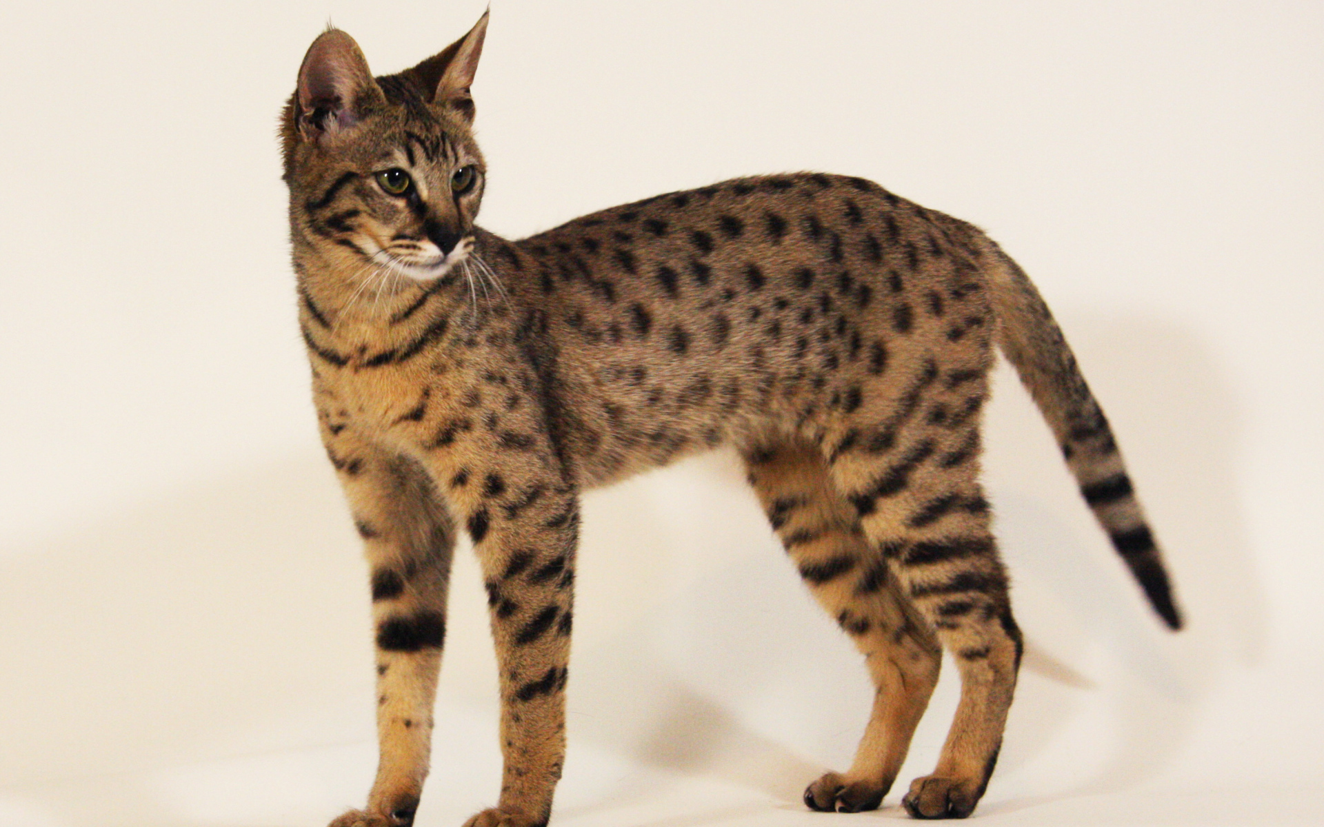 Стройная кошка саванна