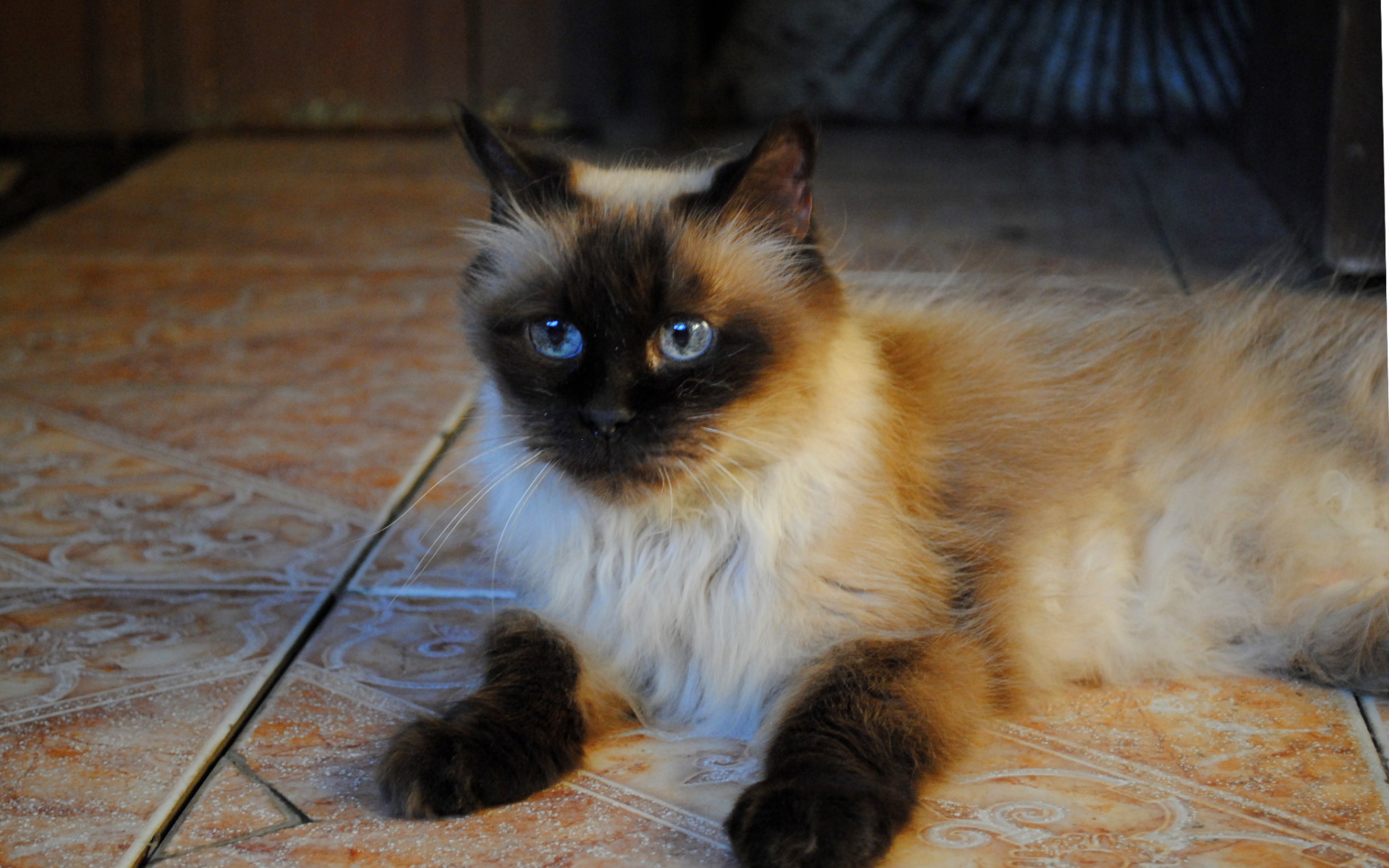 Небольшая гималайская кошка