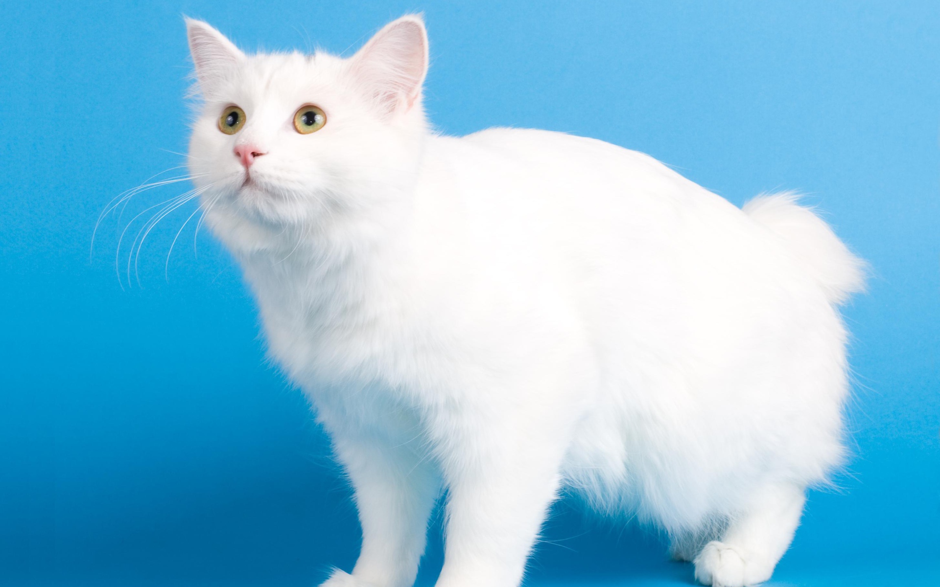 Белоснежный курильский бобтейл