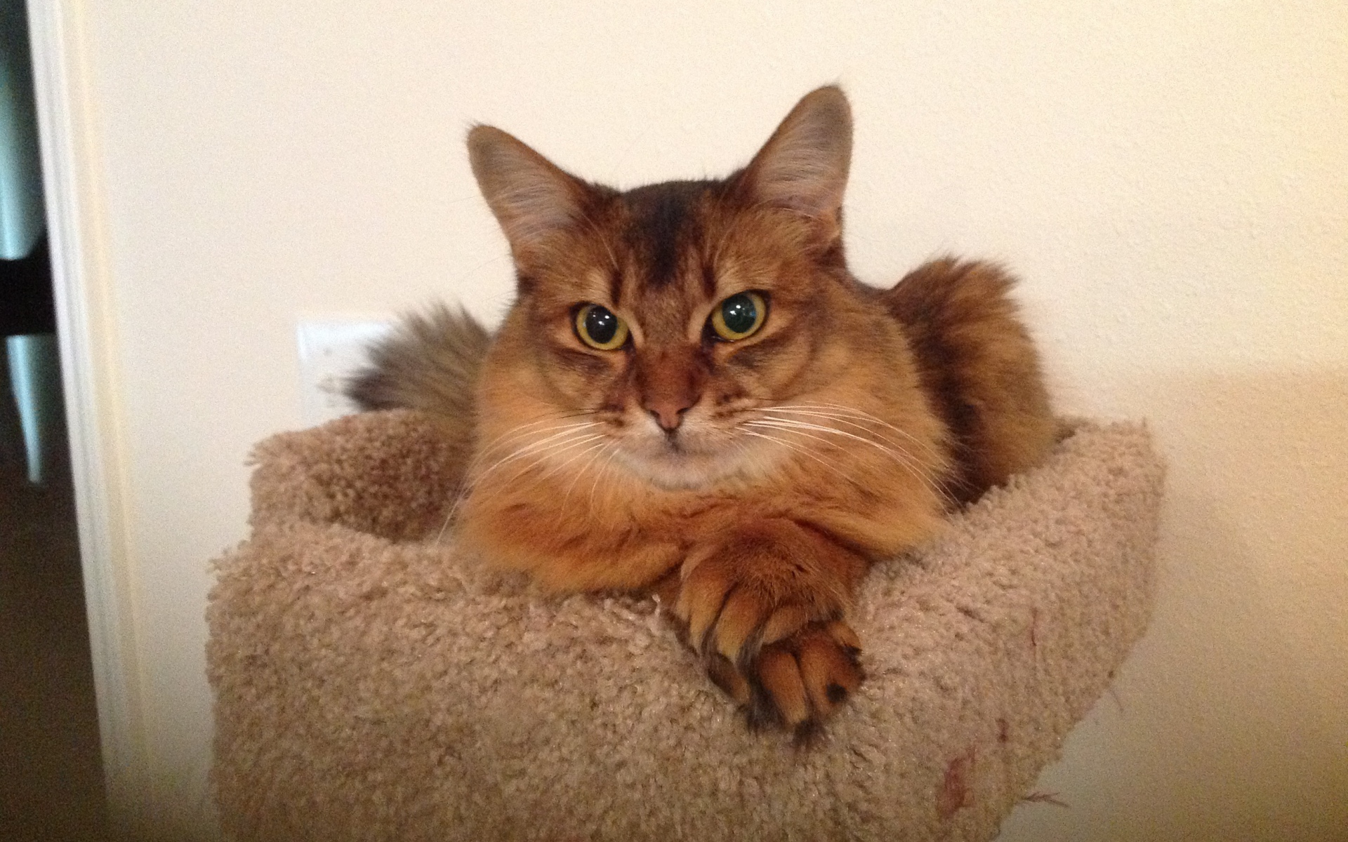 Сомалийская кошка в домике