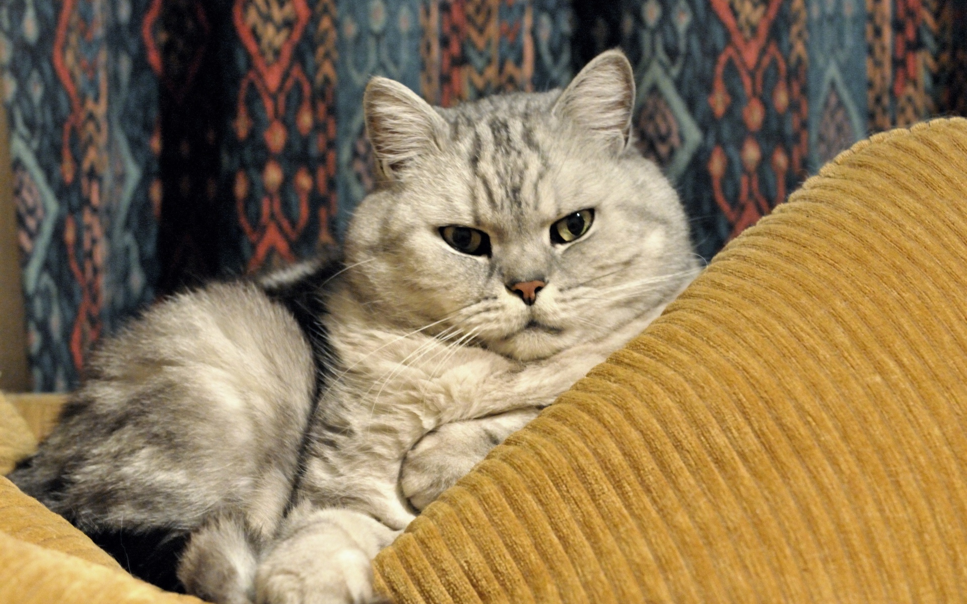 Милая британская короткошерстная кошка