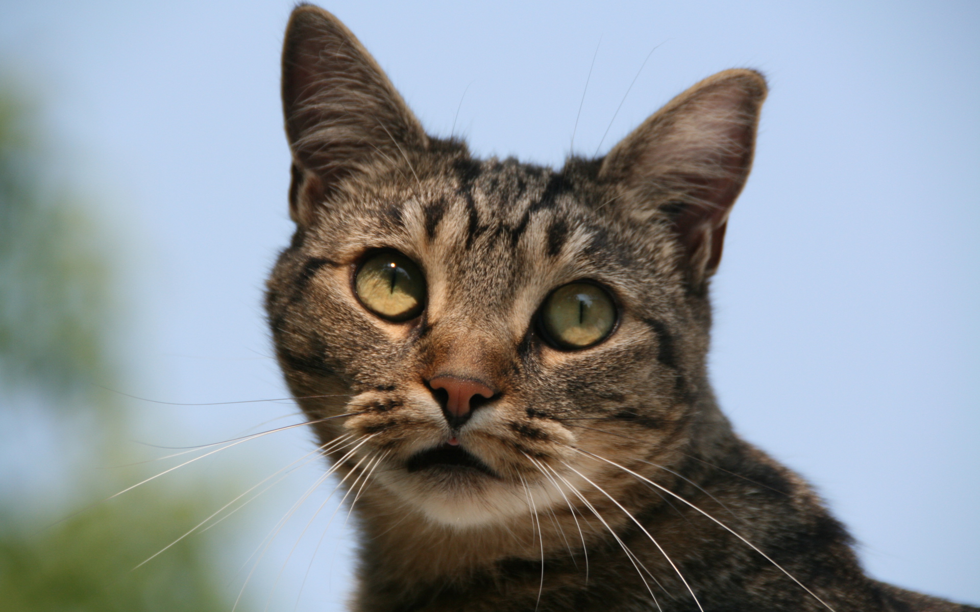 Милая европейская короткошерстная кошка