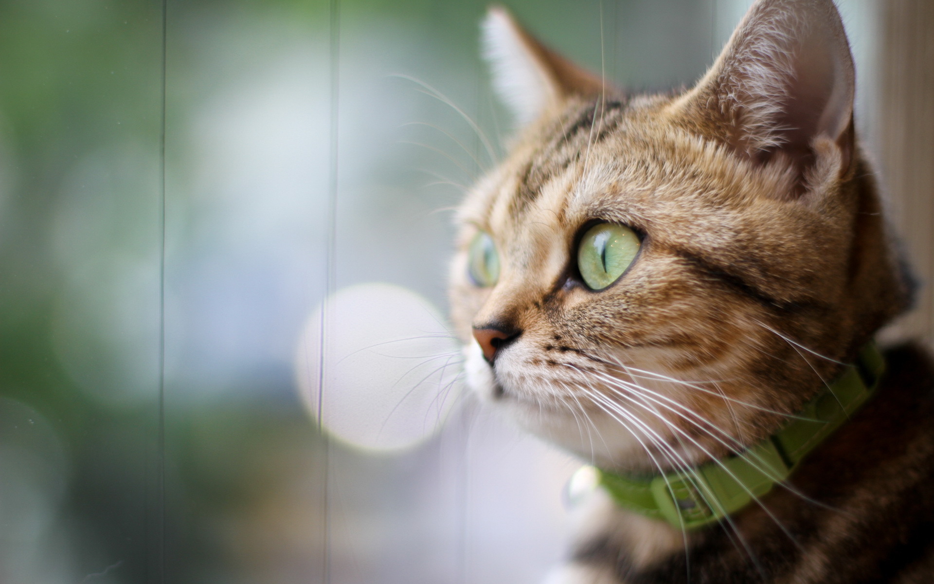 Кот в зеленом ошейнике