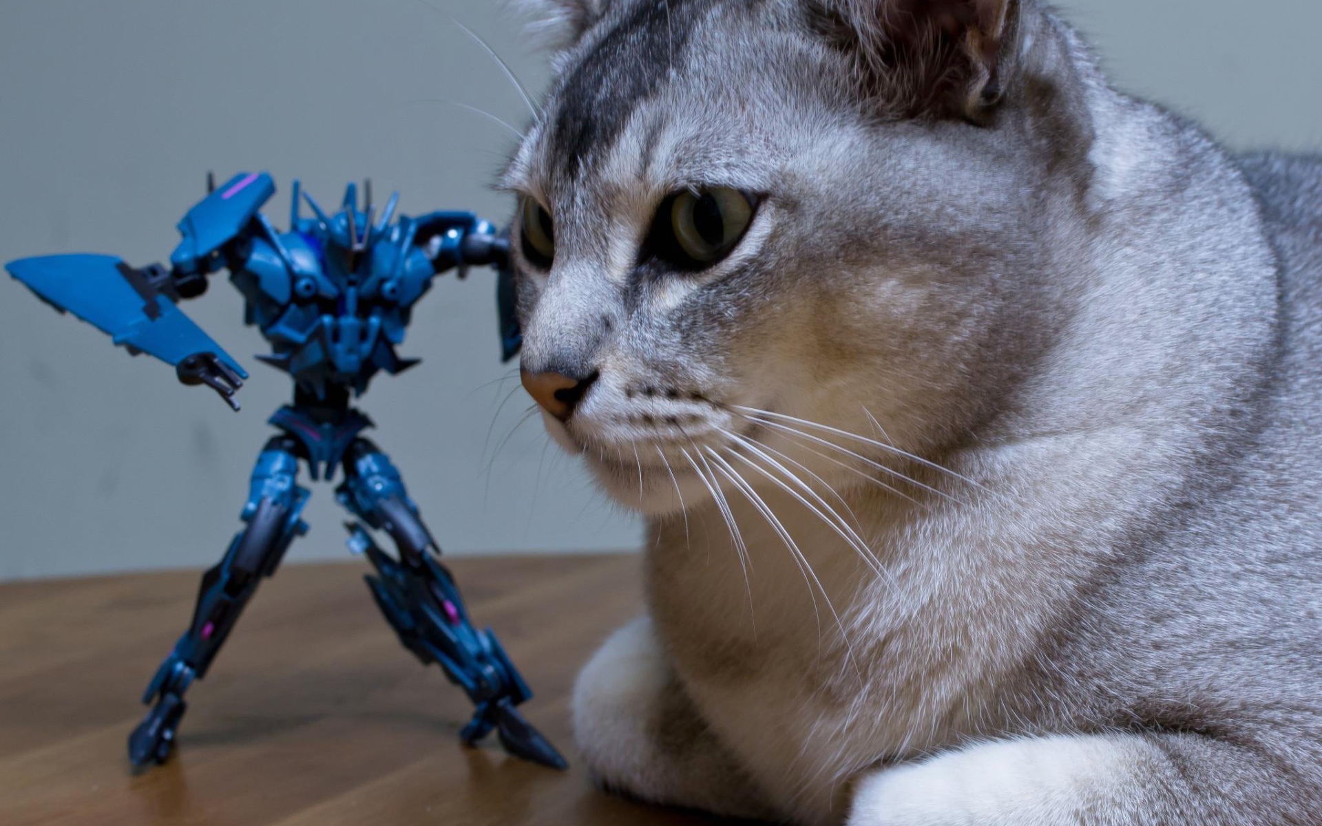 Игрушка атакует кошку бурмилла