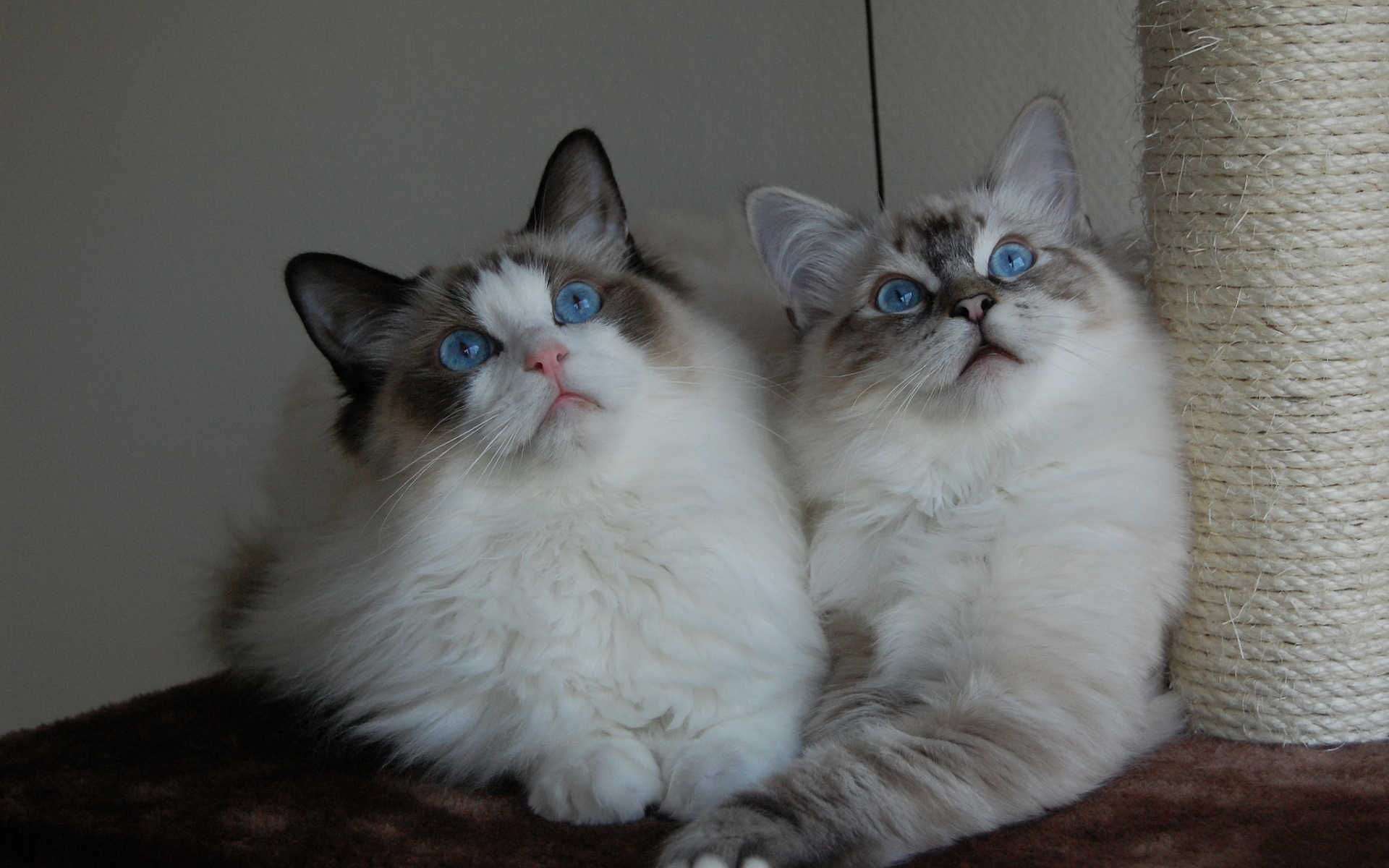 Два кота рэгдолл