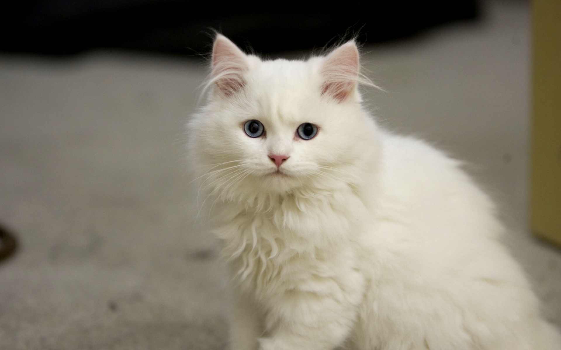 Белый котенок кимрик