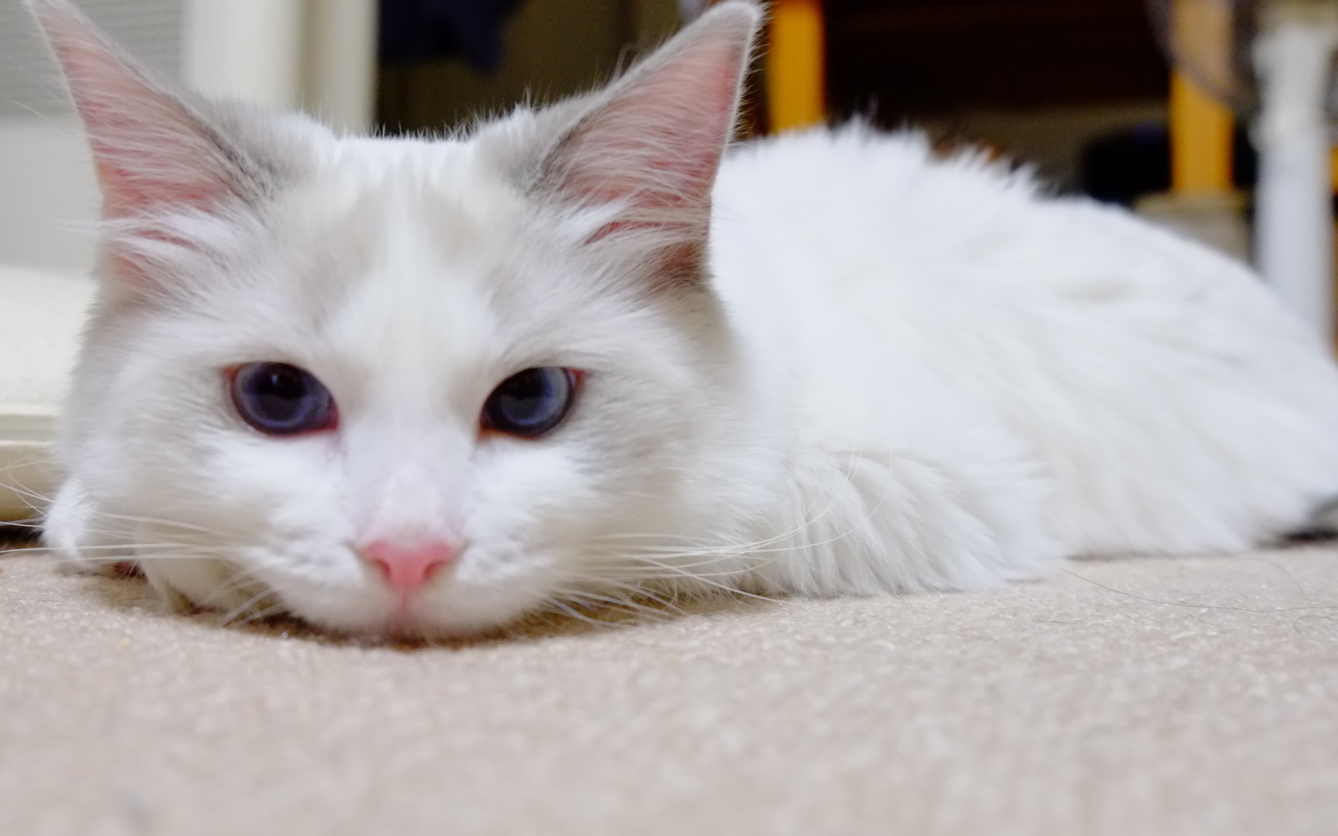 Белый рэгдолл на полу