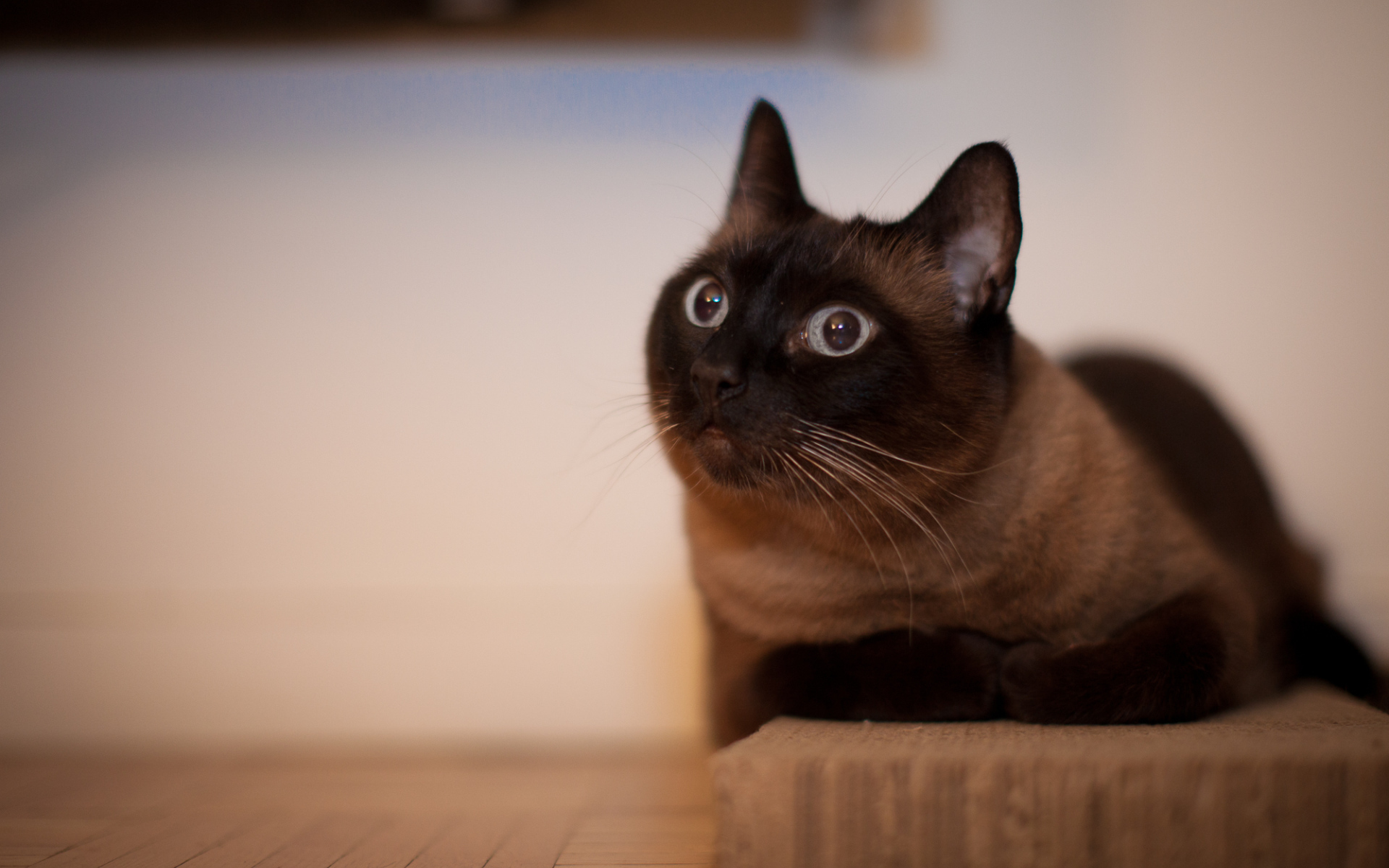 Йоркская шоколадная кошка