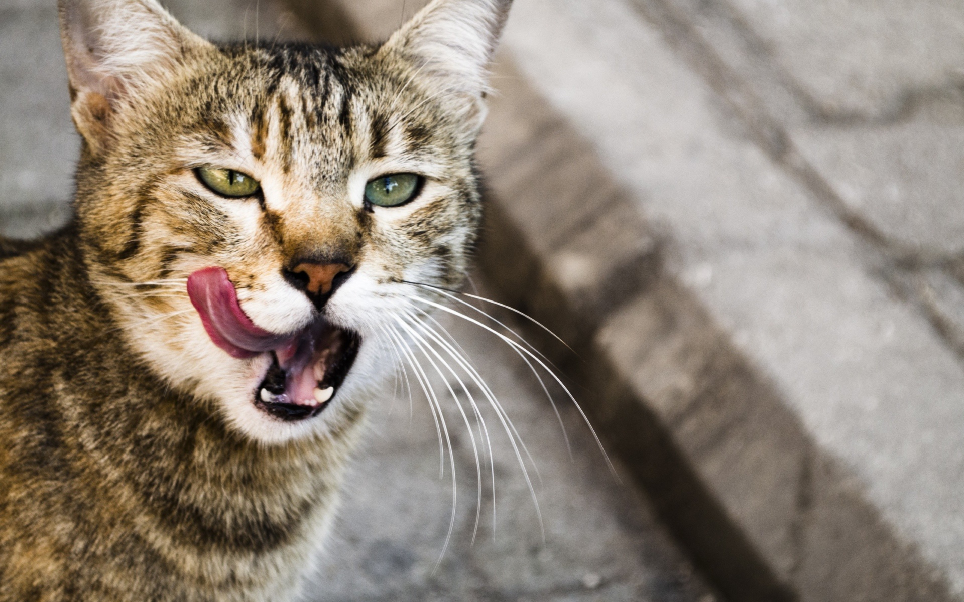 Кот облизывается