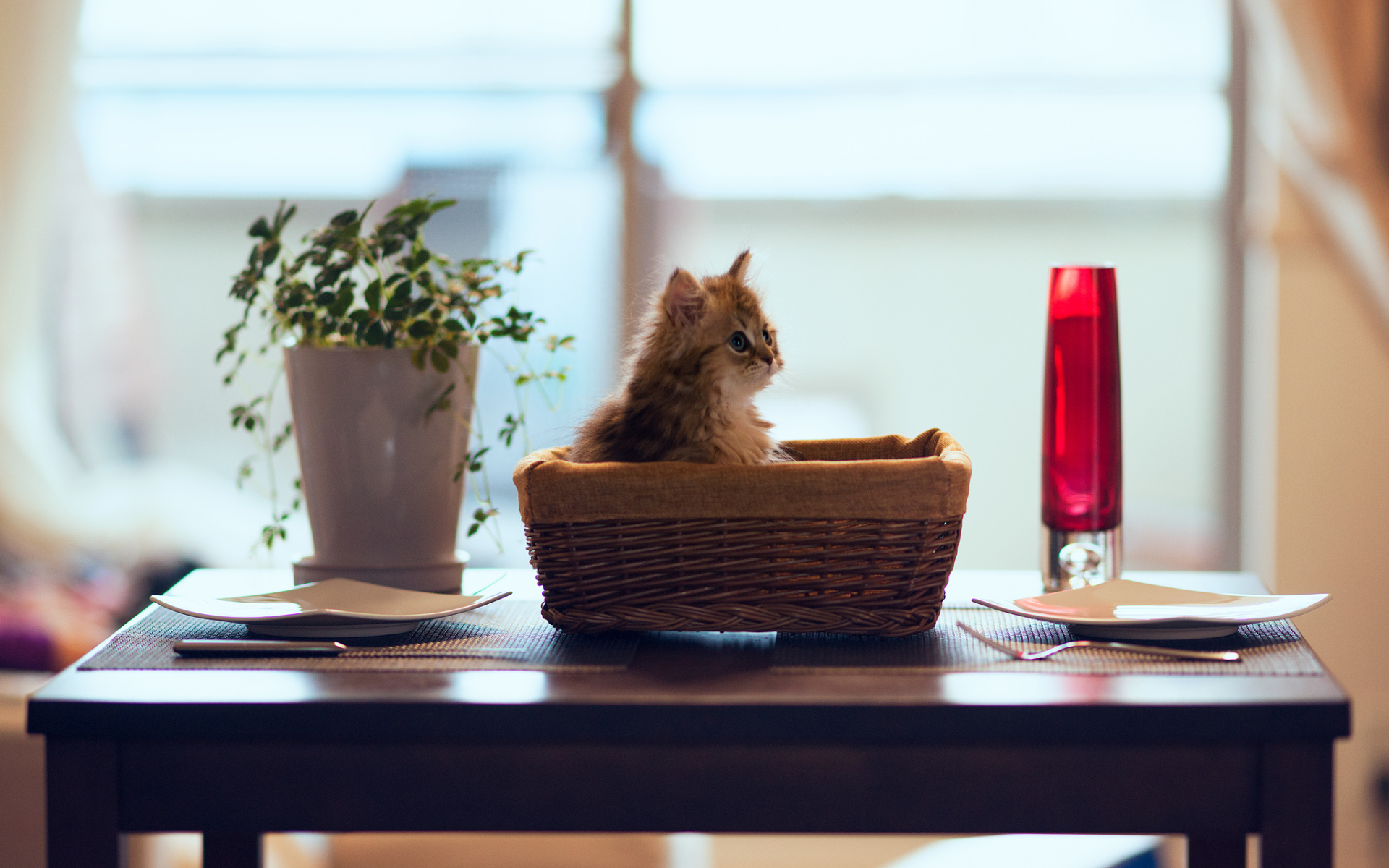 Натюрморт с котенком