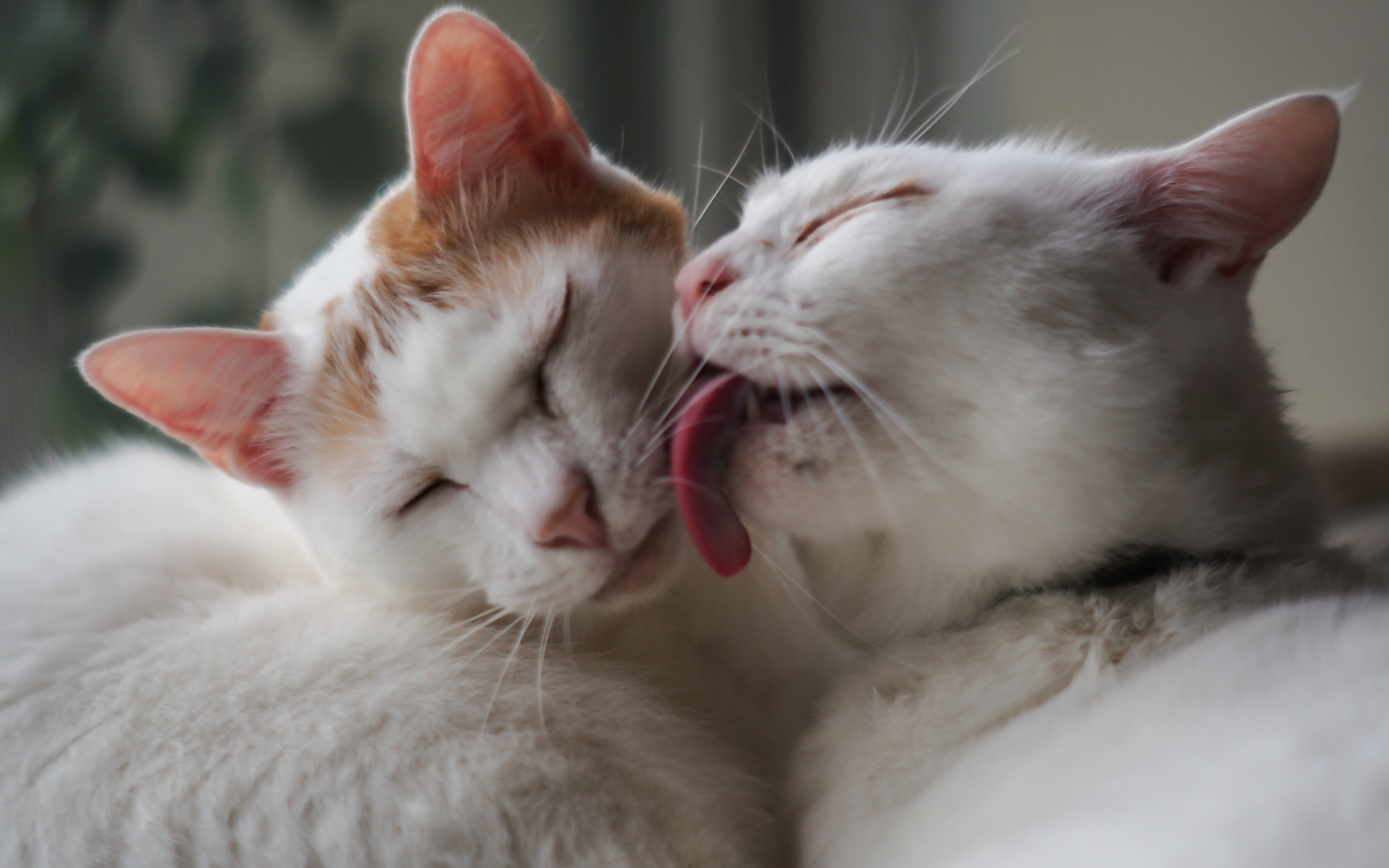 Белый кот лижет другого кота