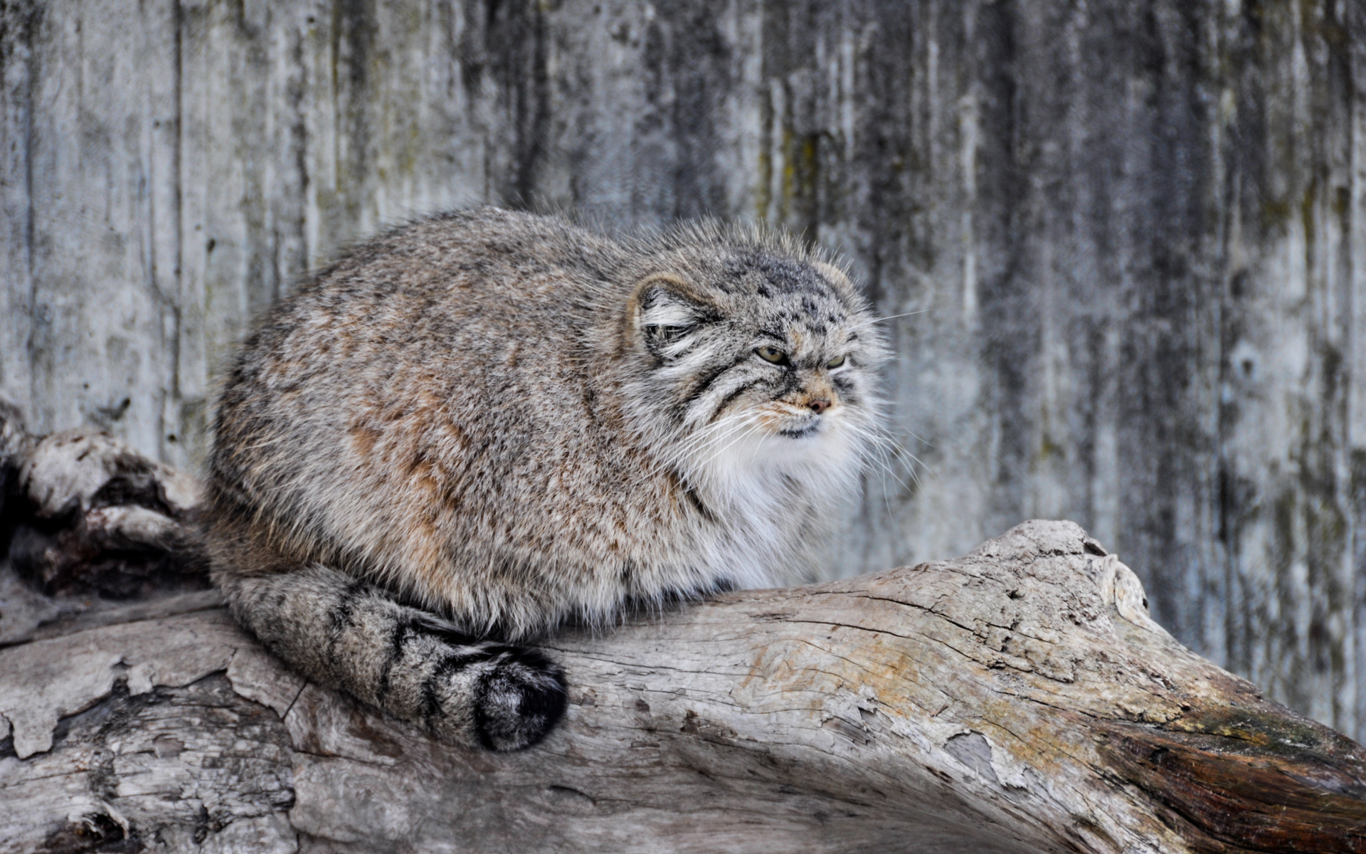 Дикий кот манул