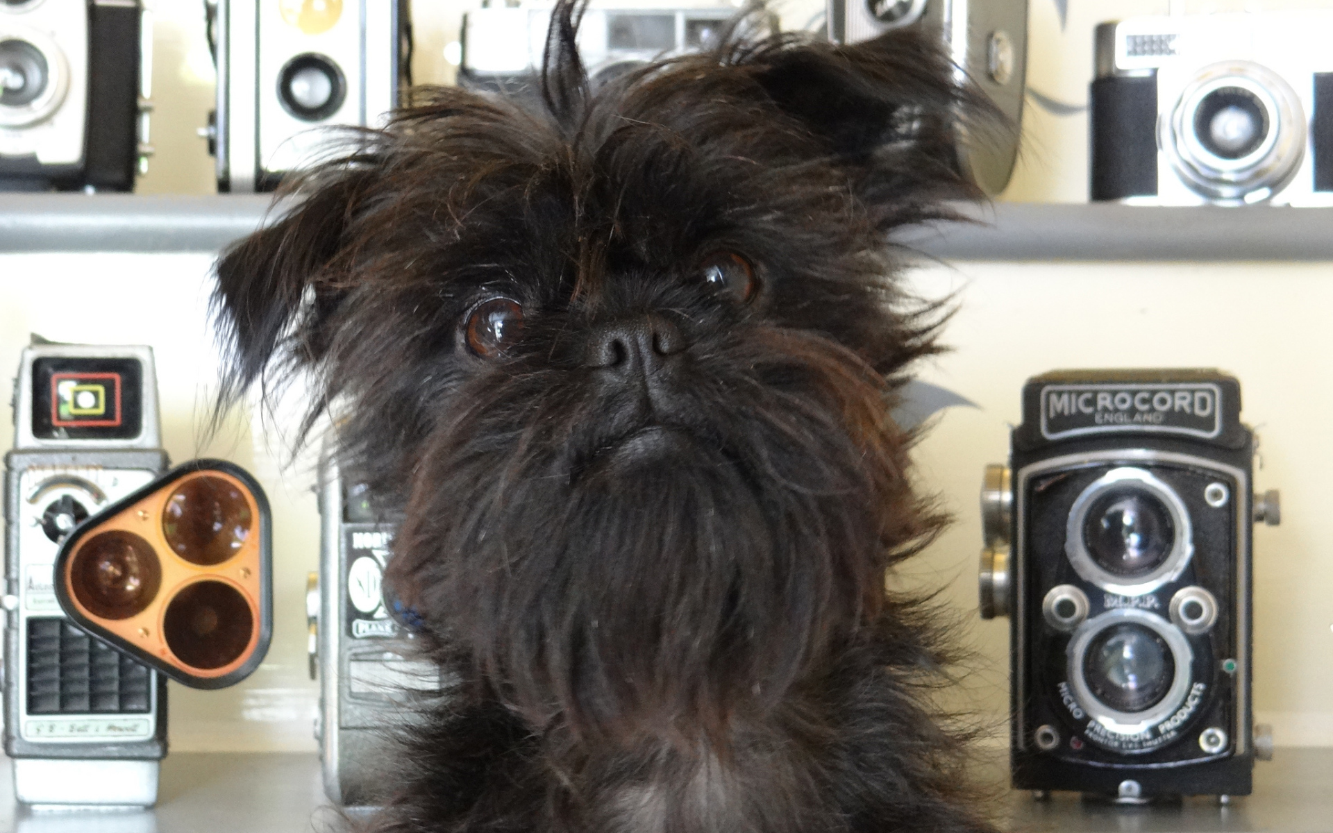 Красивый аффенпинчер