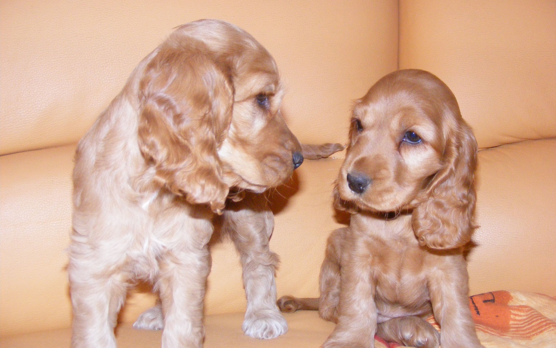 Пара щенков английского кокер спаниеля