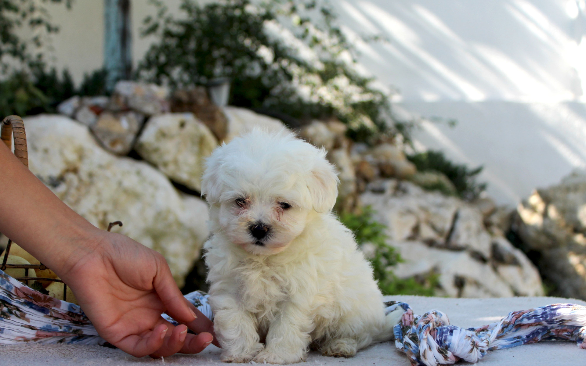 Ласковый щенок болонки