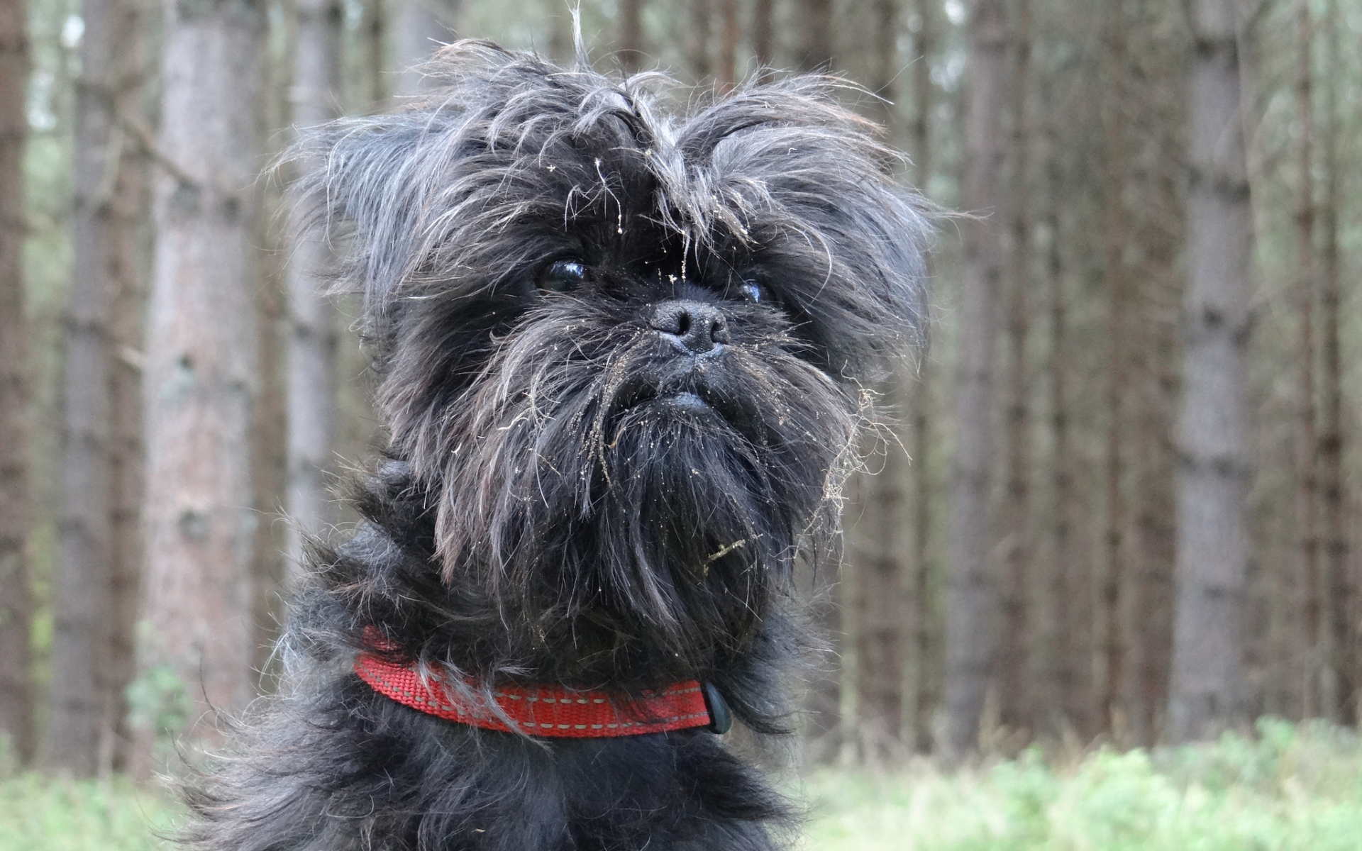 Аффенпинчер на фоне деревьев