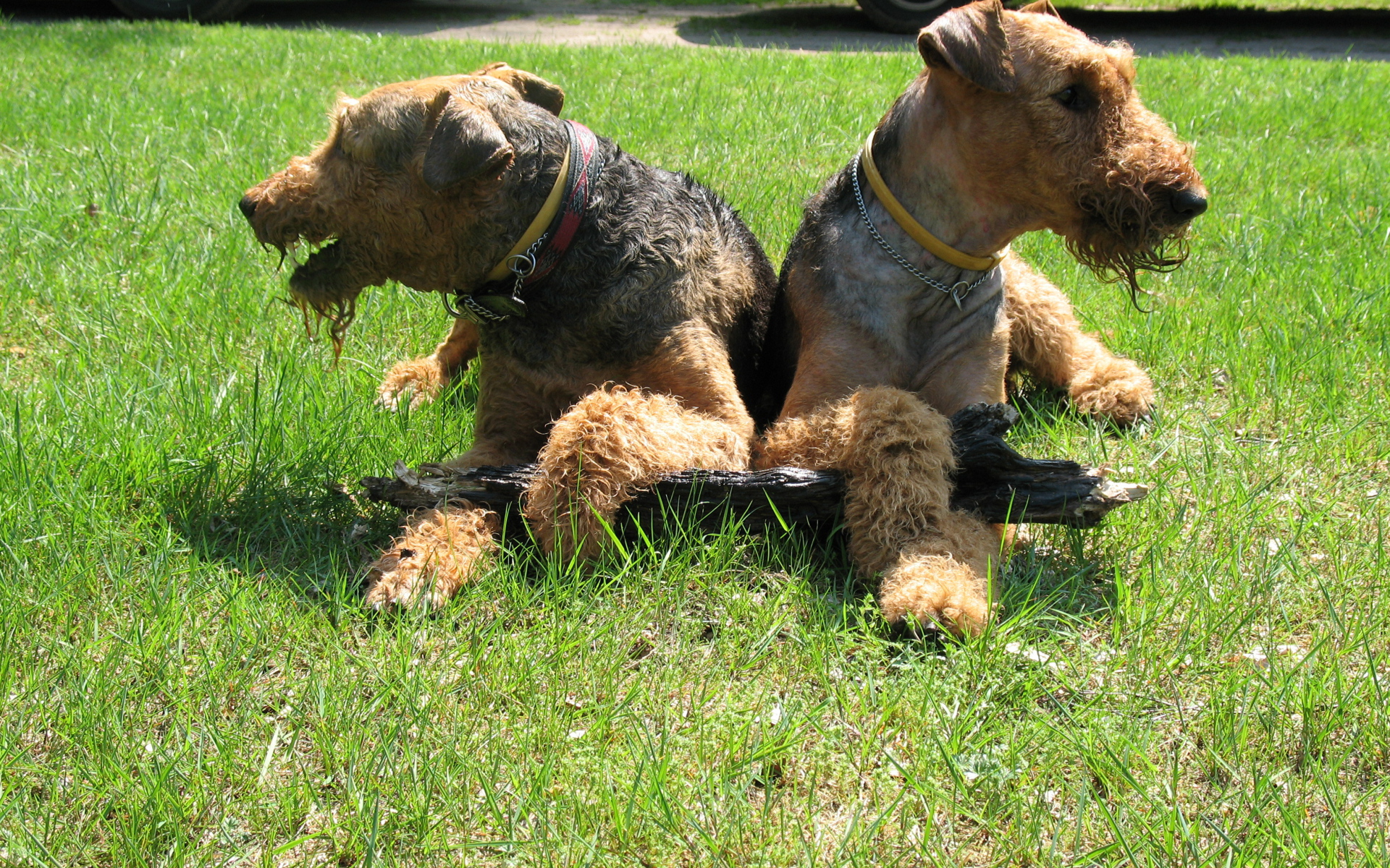 Эрдельтерьеры делят палку