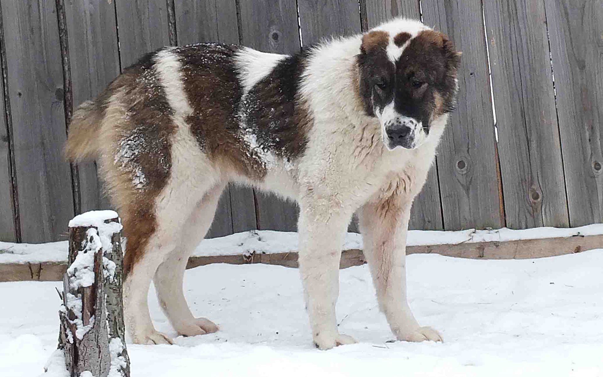 Алабай у забора