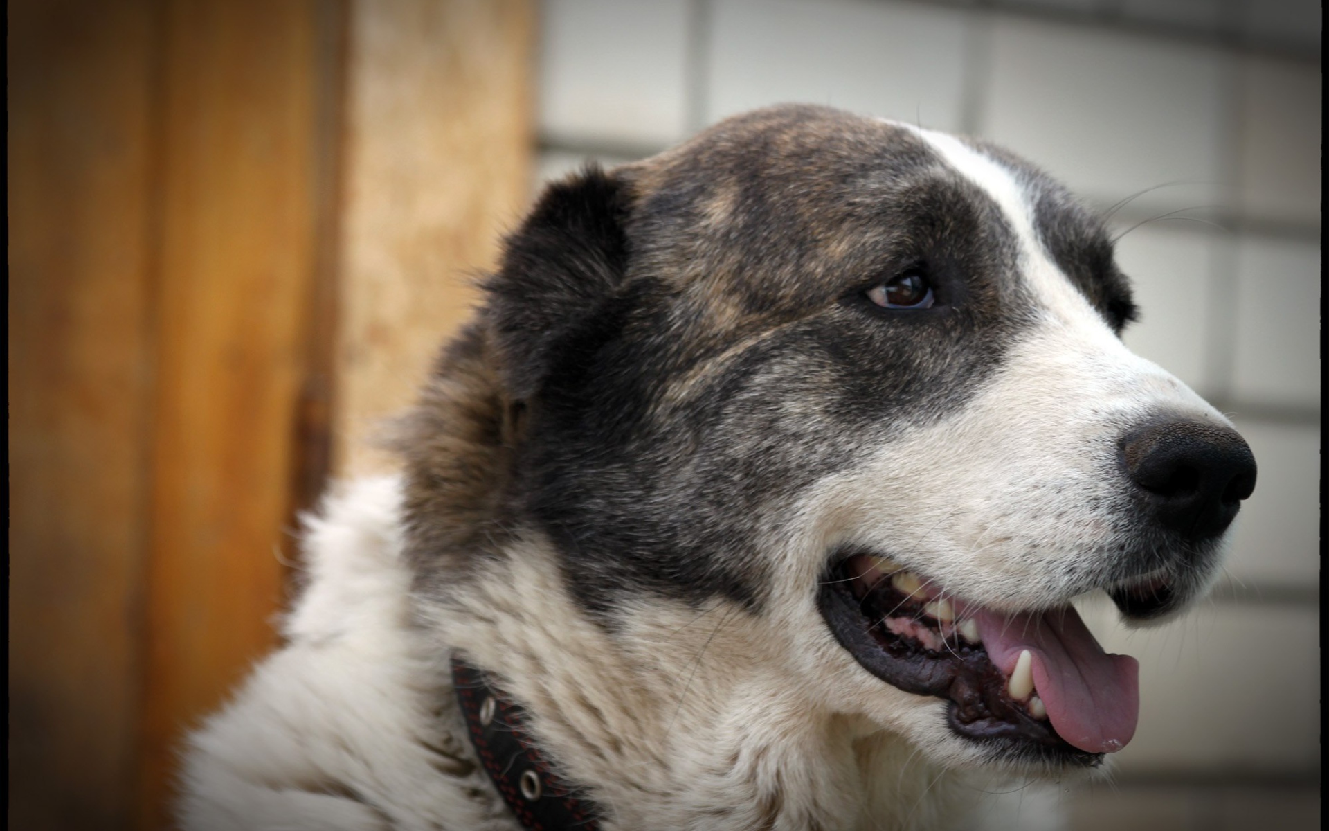 Алабай показывает зубы