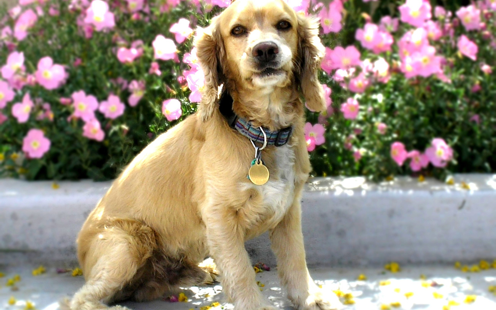 Американский кокер спаниель в цветах