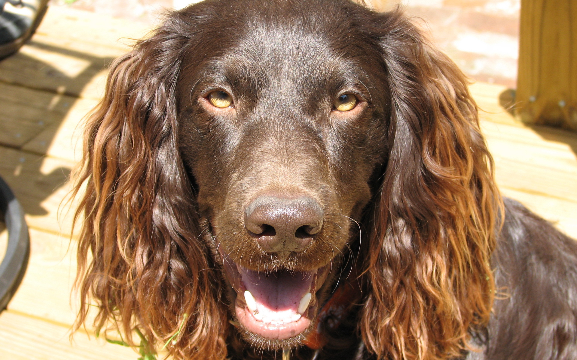 Американский водяной спаниель