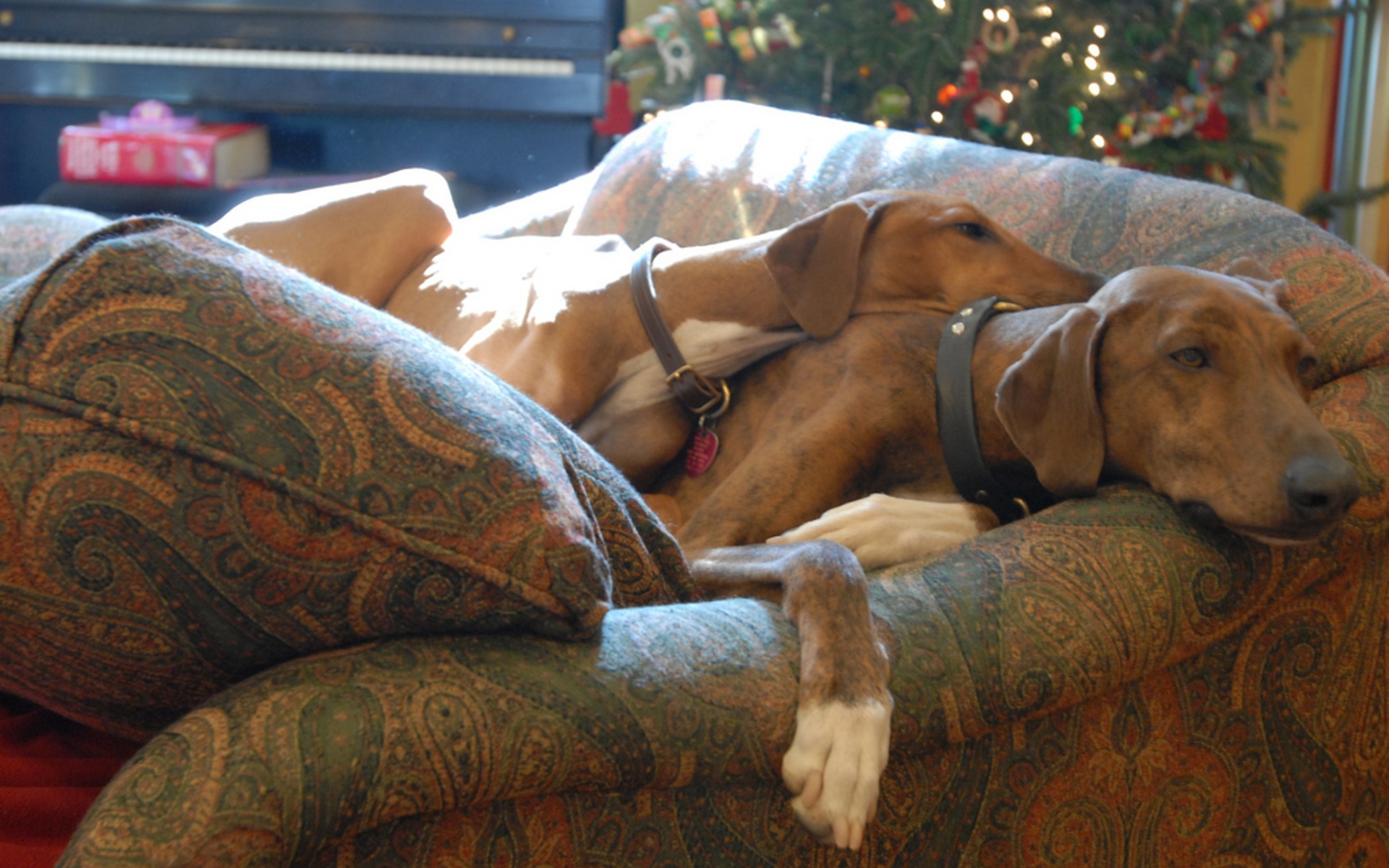 Собаки азавак на диване