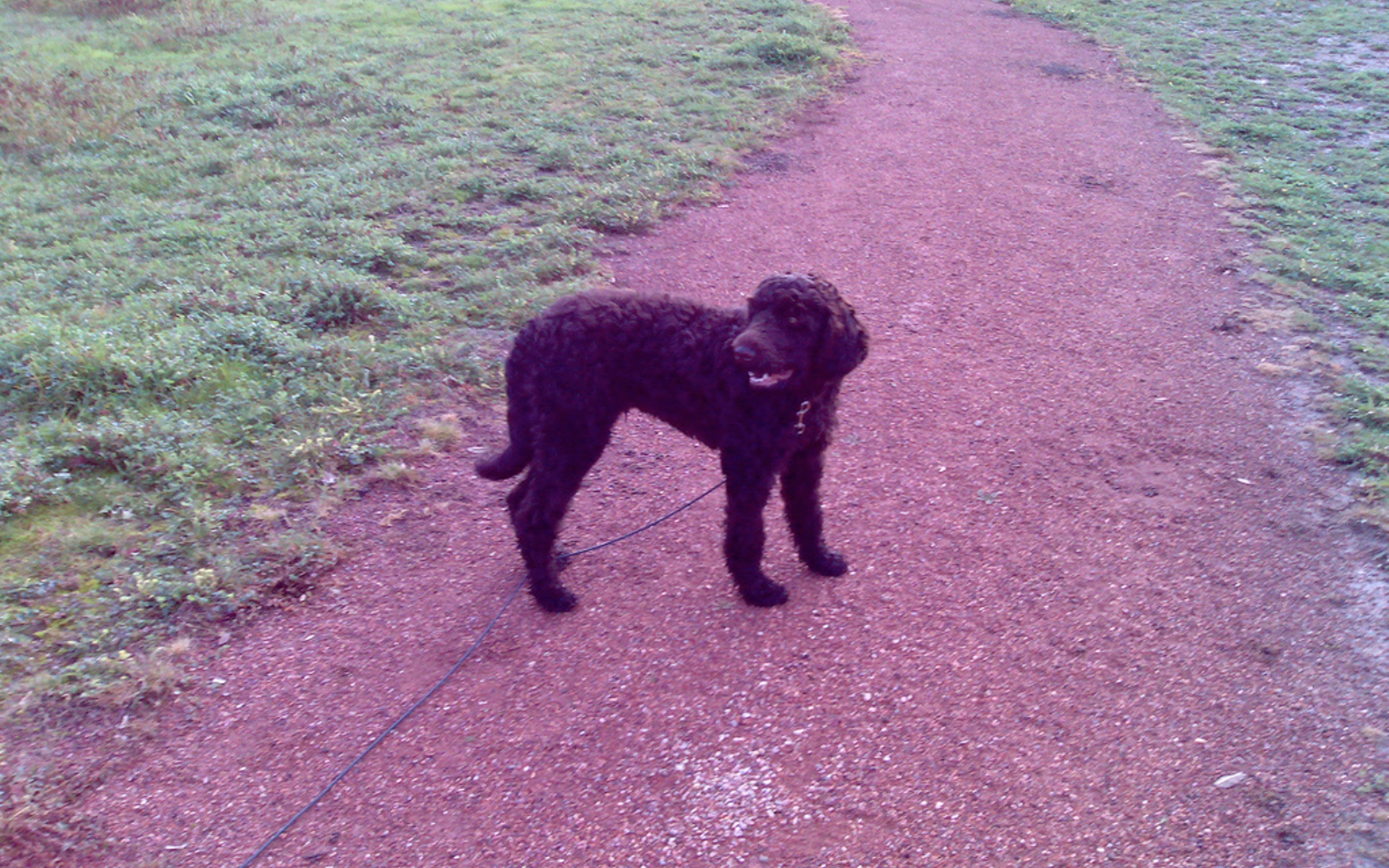 Барбет на дорожке