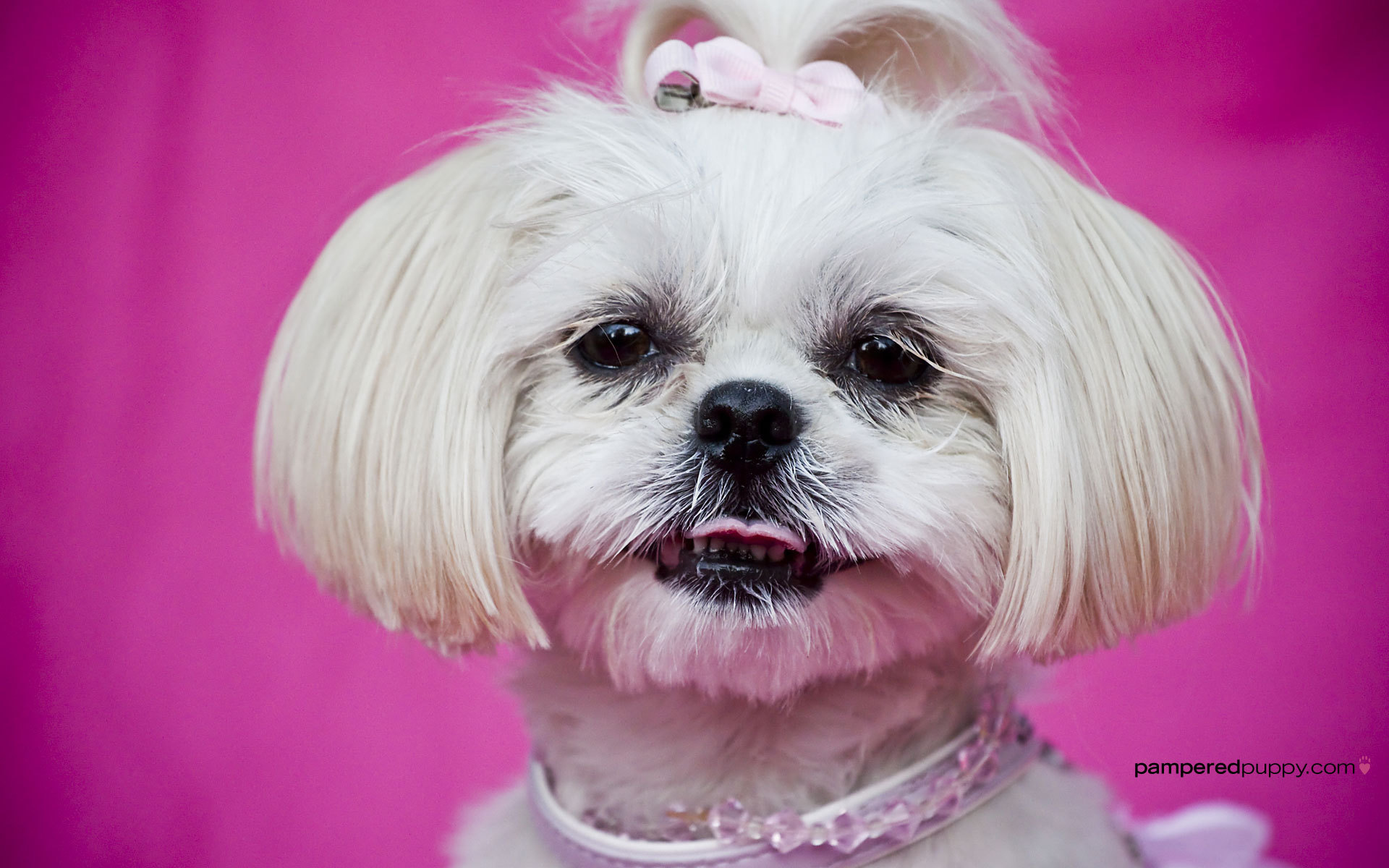 Красивая стрижка шитцу