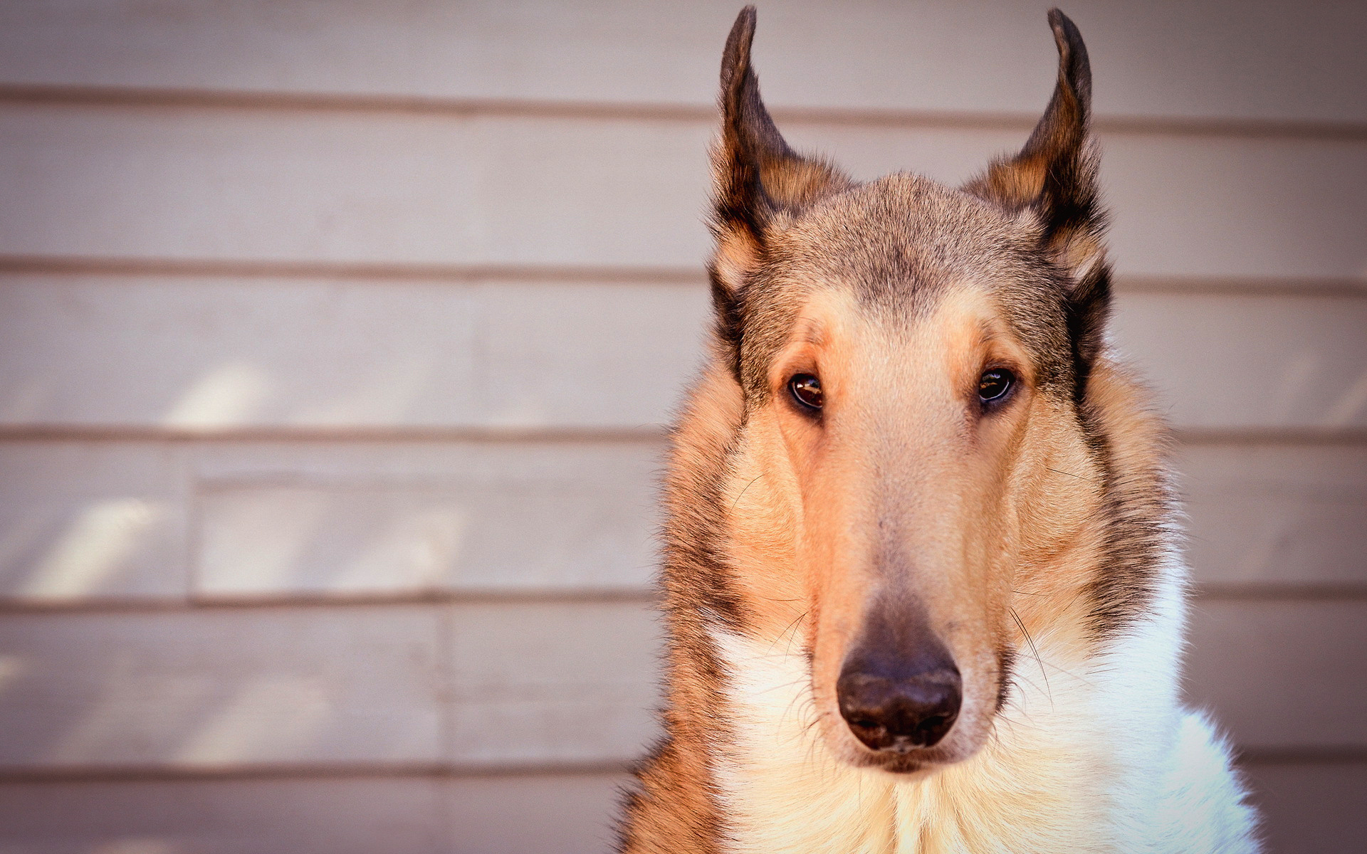 Красивые ушки у колли