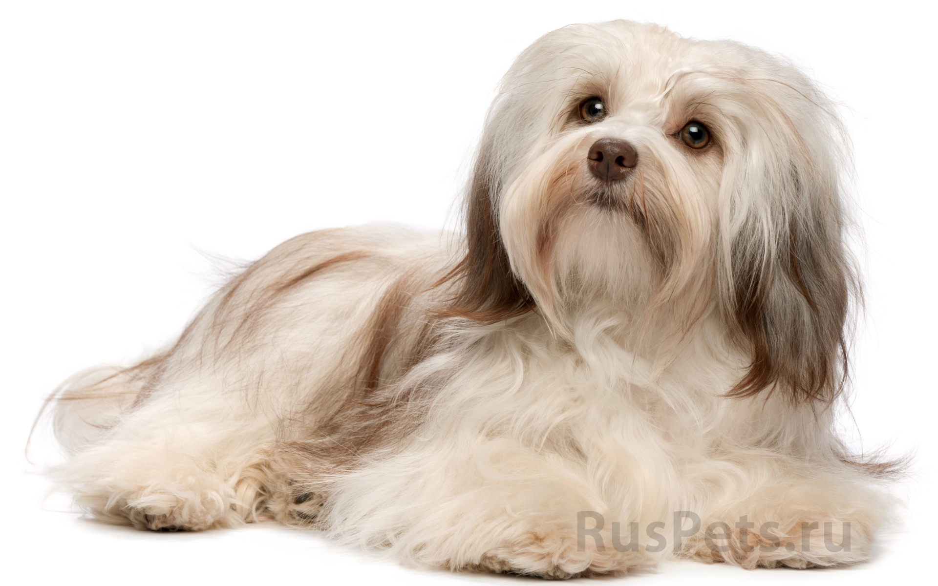 Болонка бишон лежит