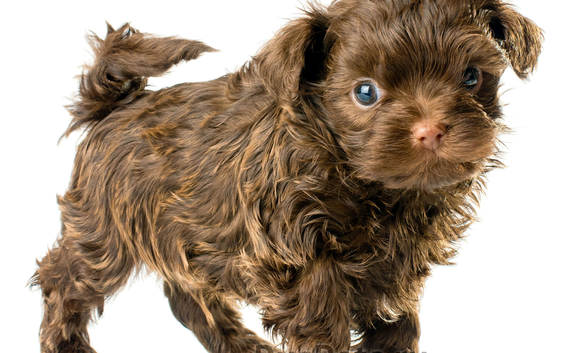 Болонка коричневого цвета