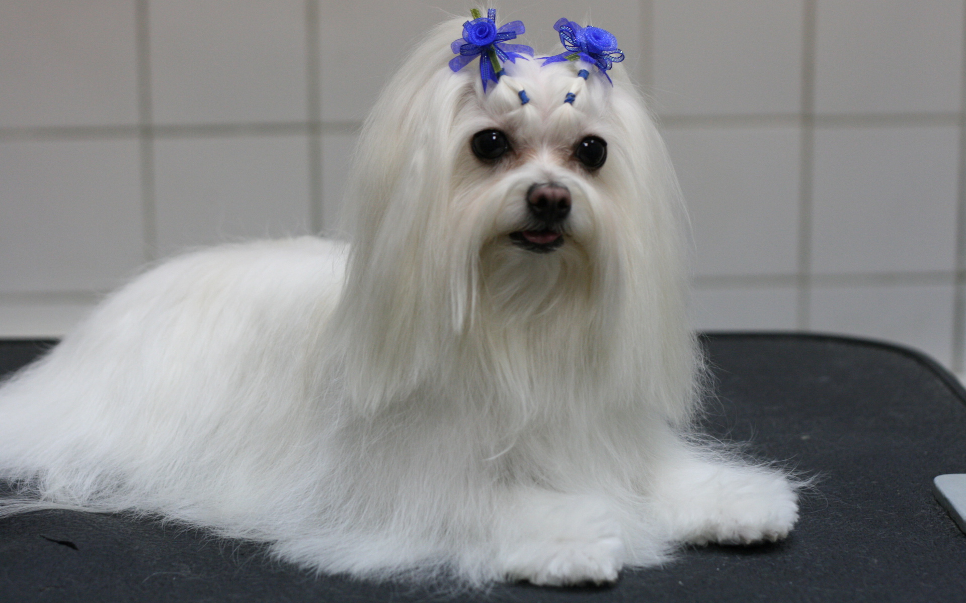 Болонка с украшениями