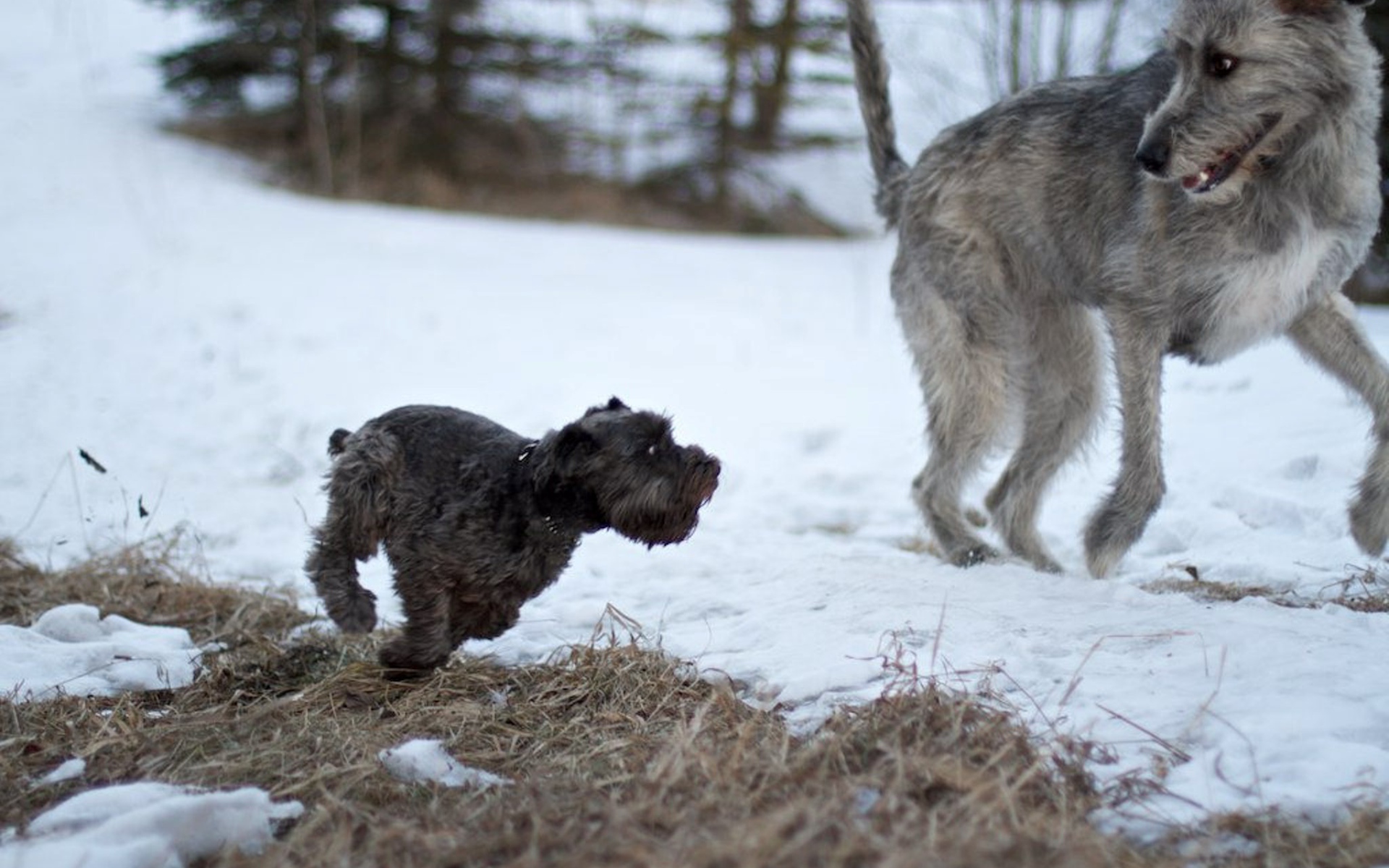 Большой ирландский волкодав убегает от маленькой собачки