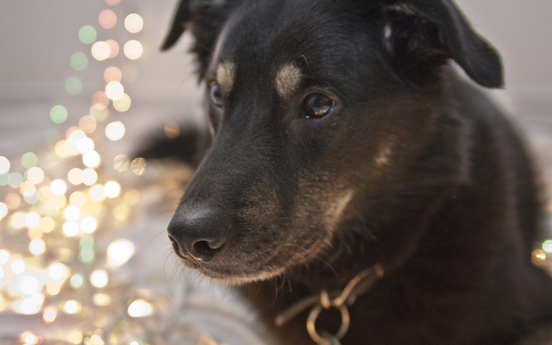 Черный окрас собаки чинук
