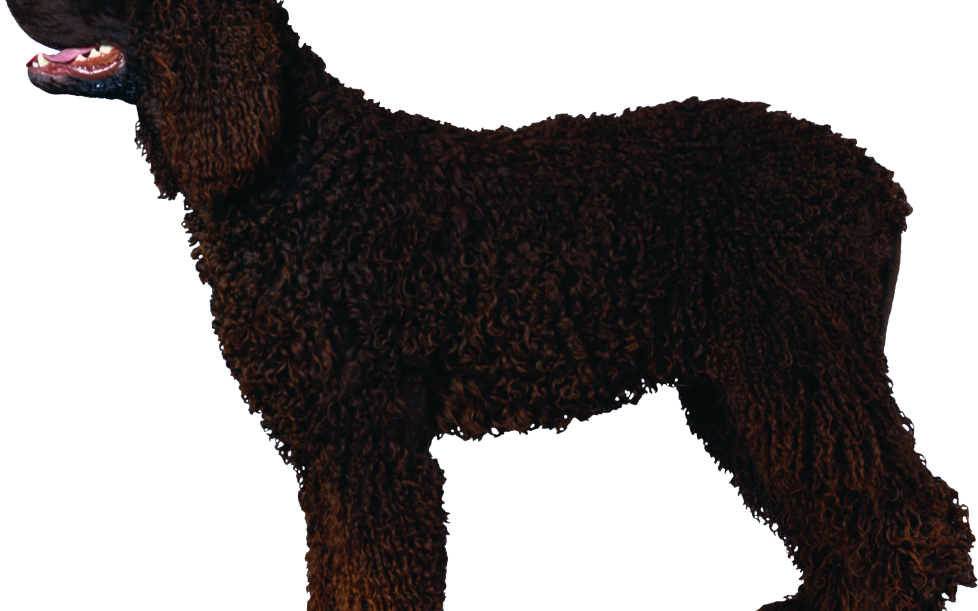 Черный кучерявый пудель