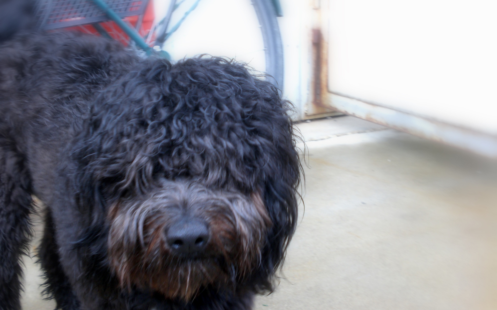 Черный лохматый барбет