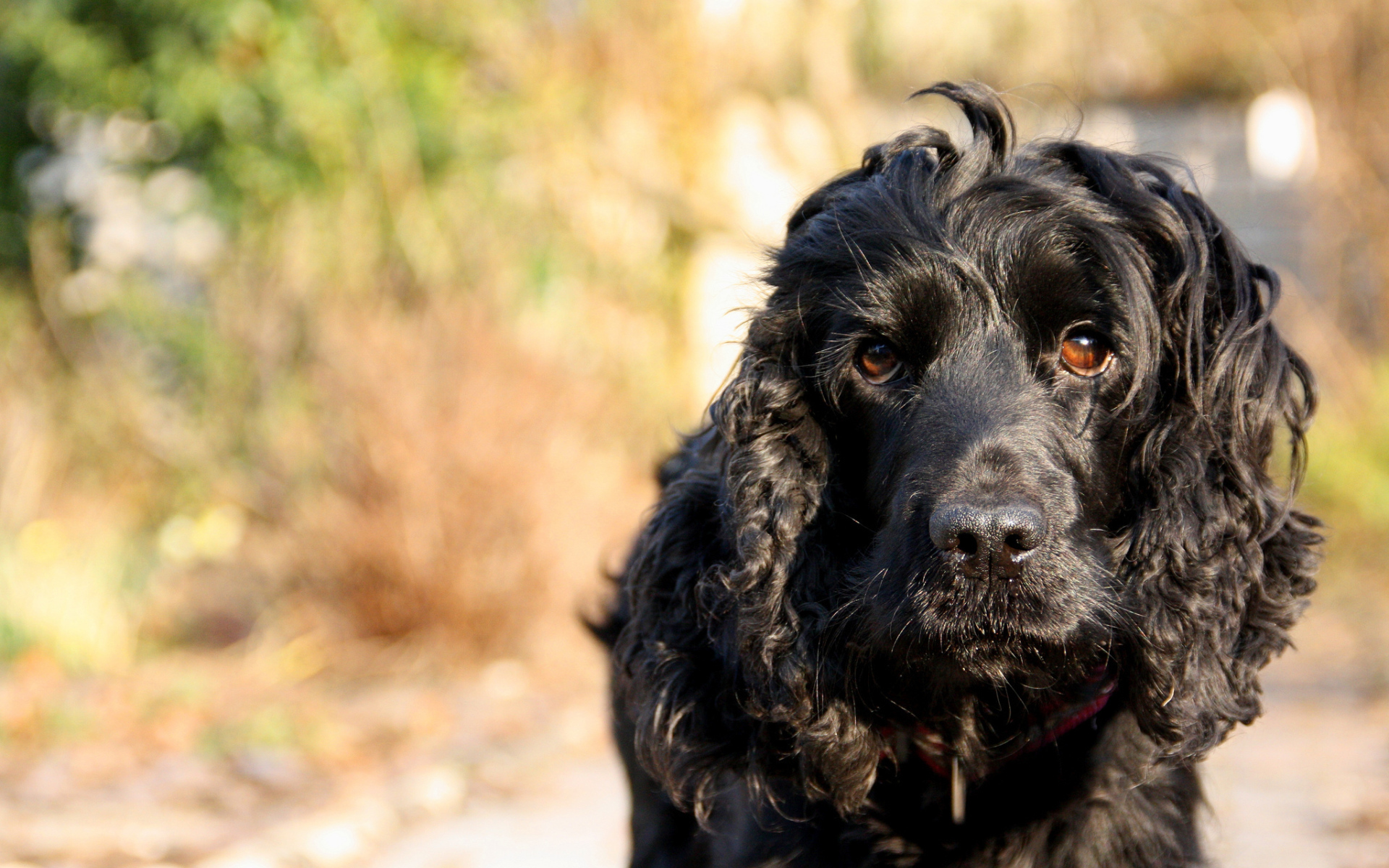 Черный лохматый пудель