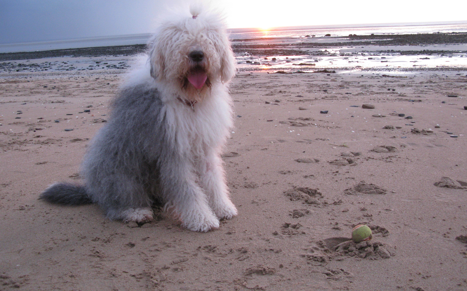 Бобтейл на фоне заката