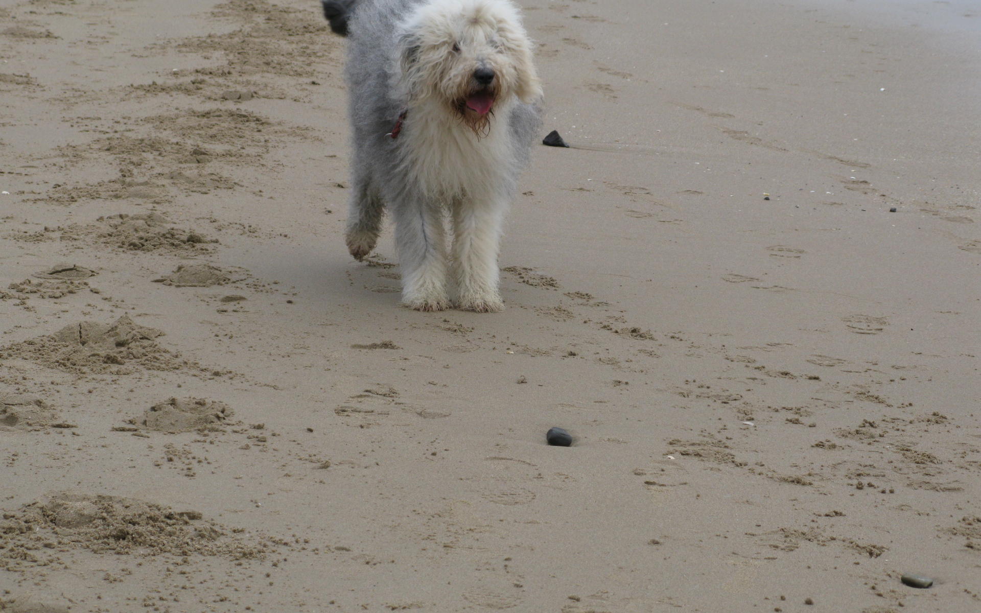 Собака бобтейл на пляже