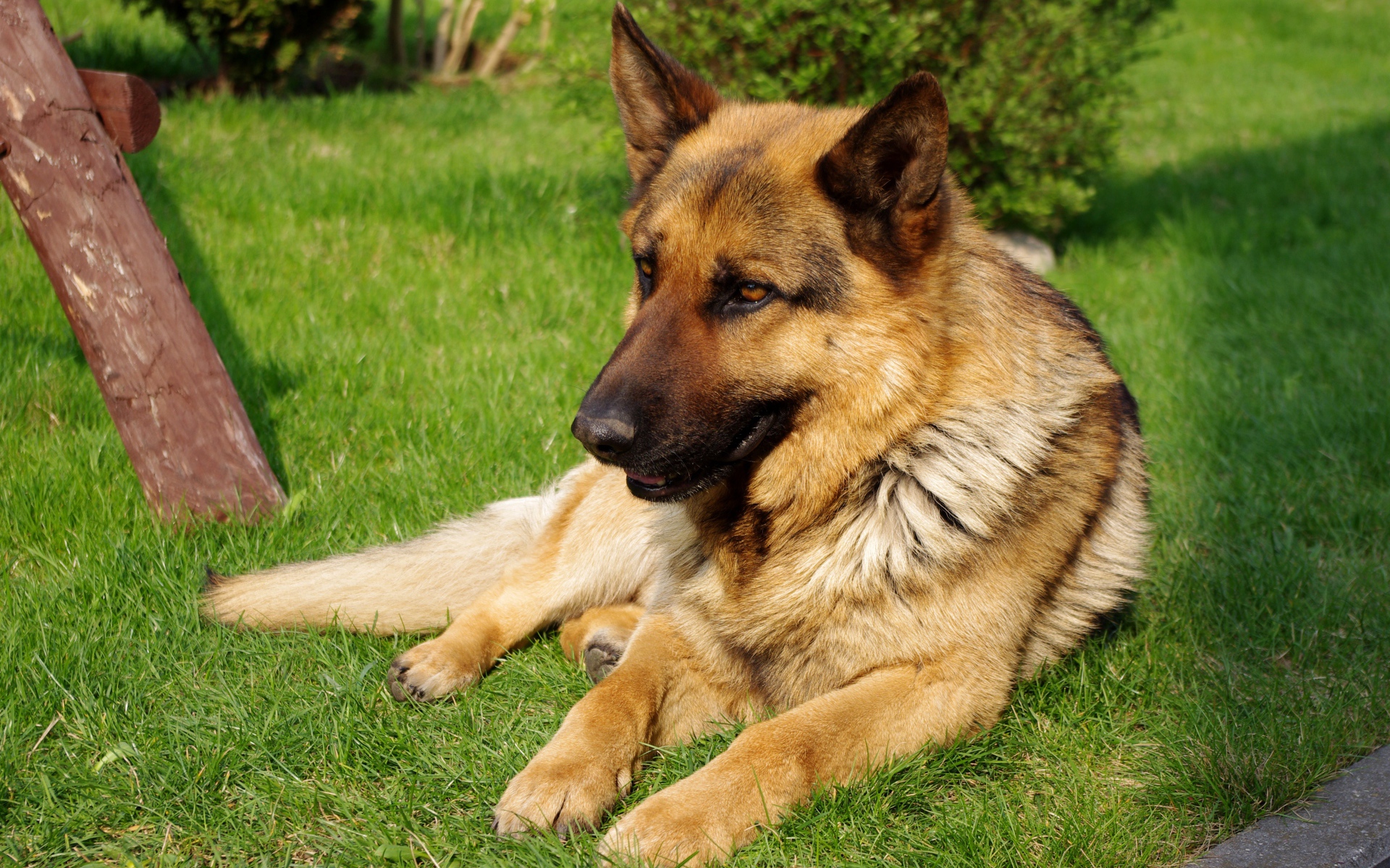 Коричневая немецкая овчарка на траве