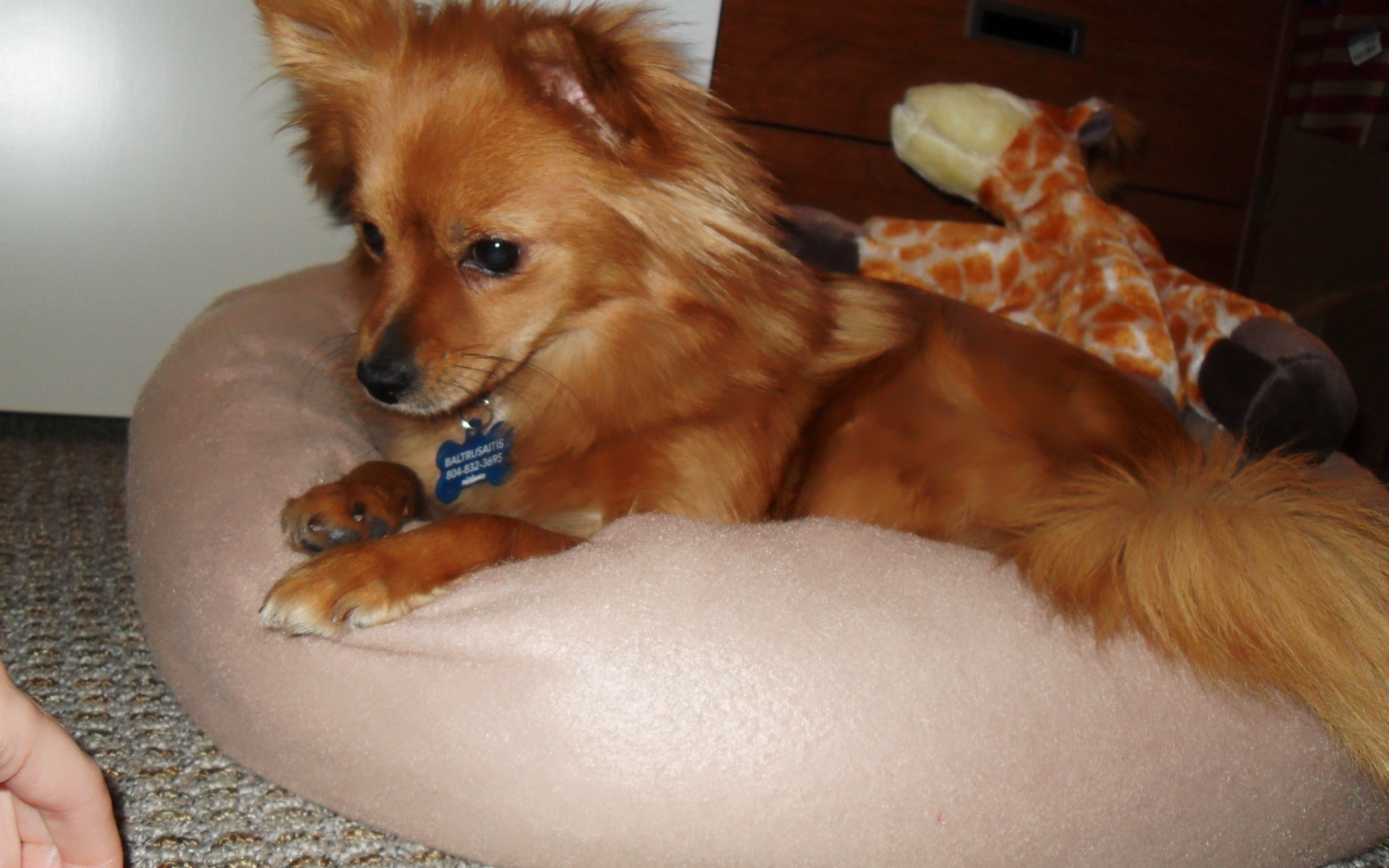 Коричневый папильон на подушке