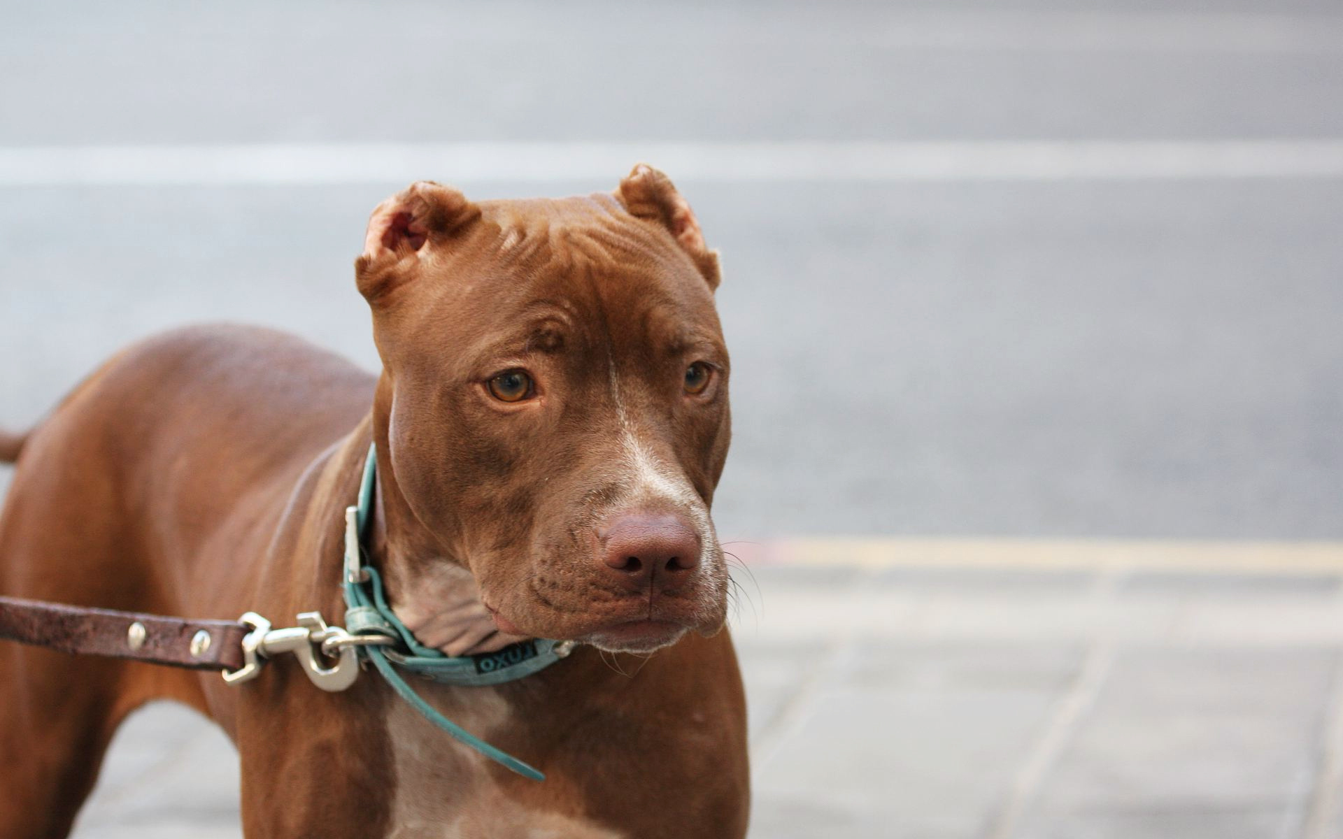 Коричневый питбуль на поводке