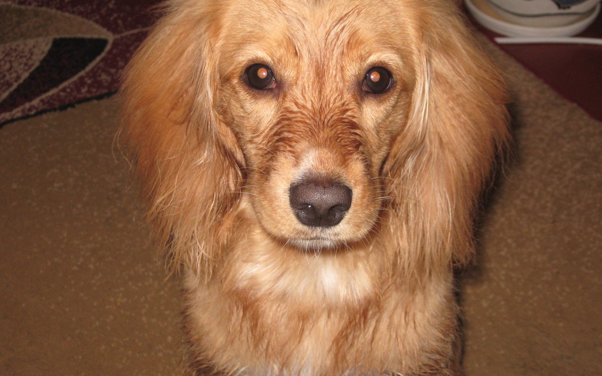 Горящие глаза спаниеля