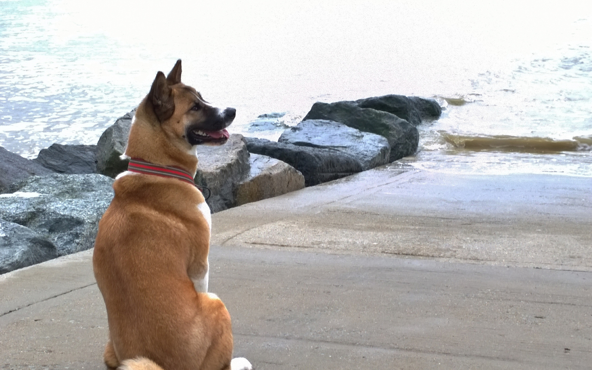 Веселый пес американская акита у воды