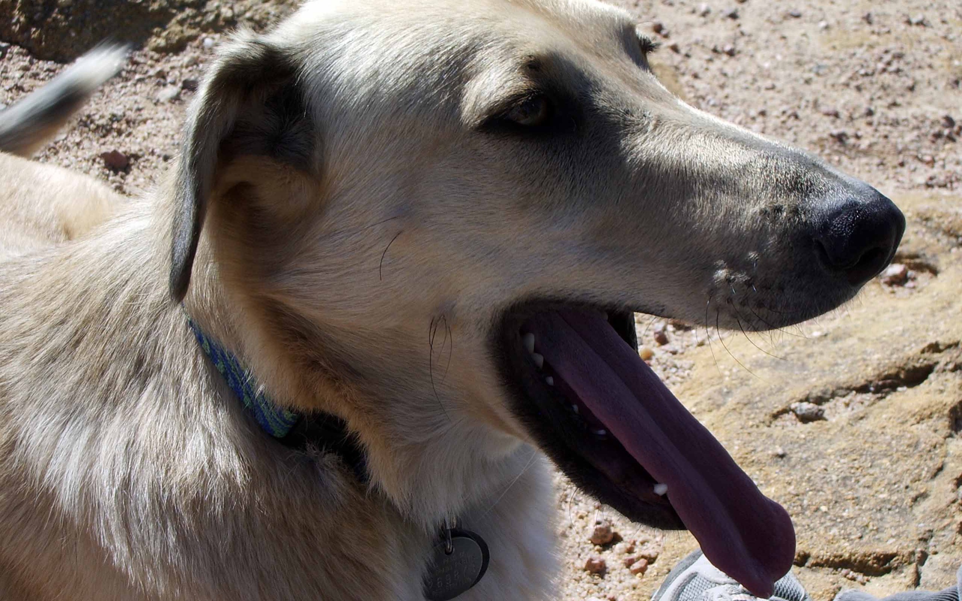 Чинук показал язык