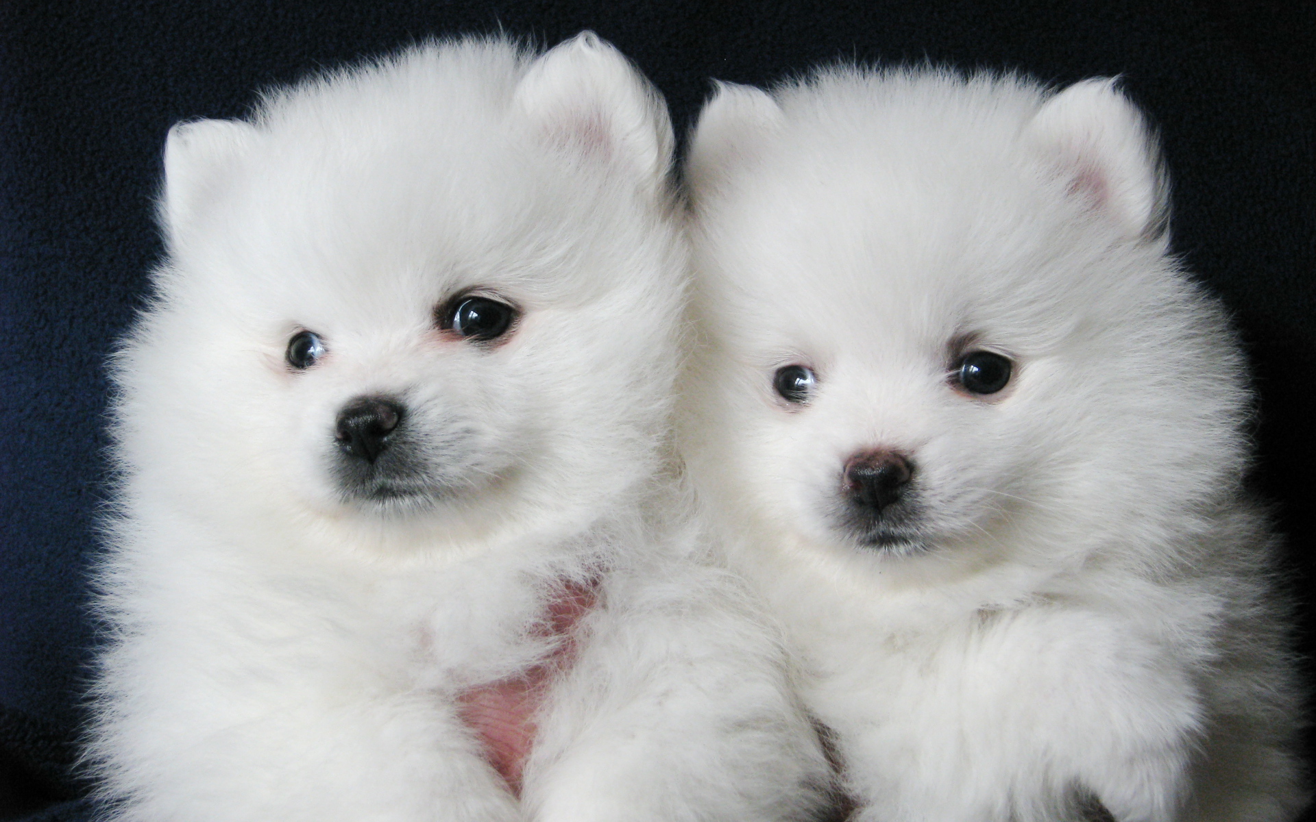 Пара щенков шпица