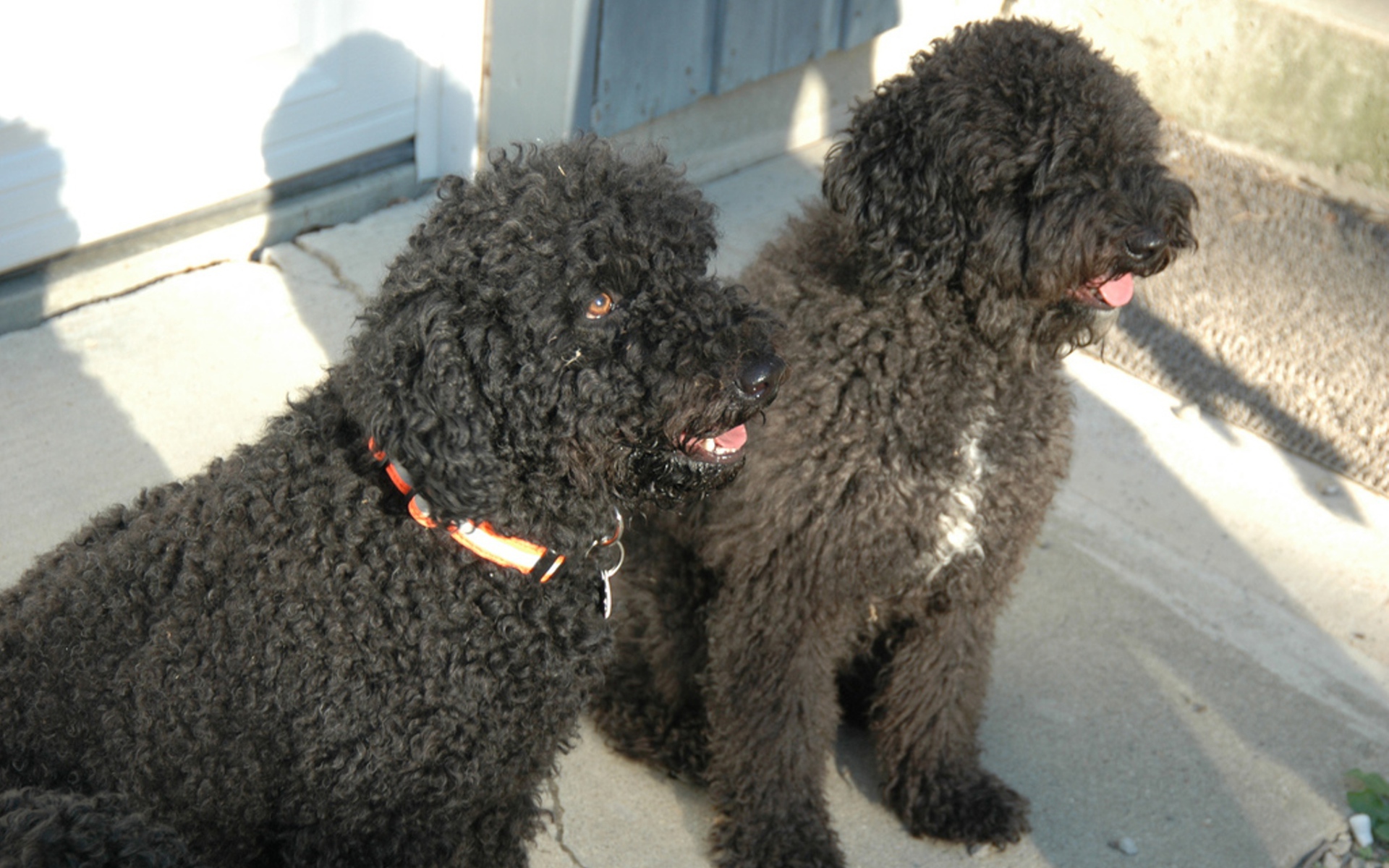 Пара собак барбет