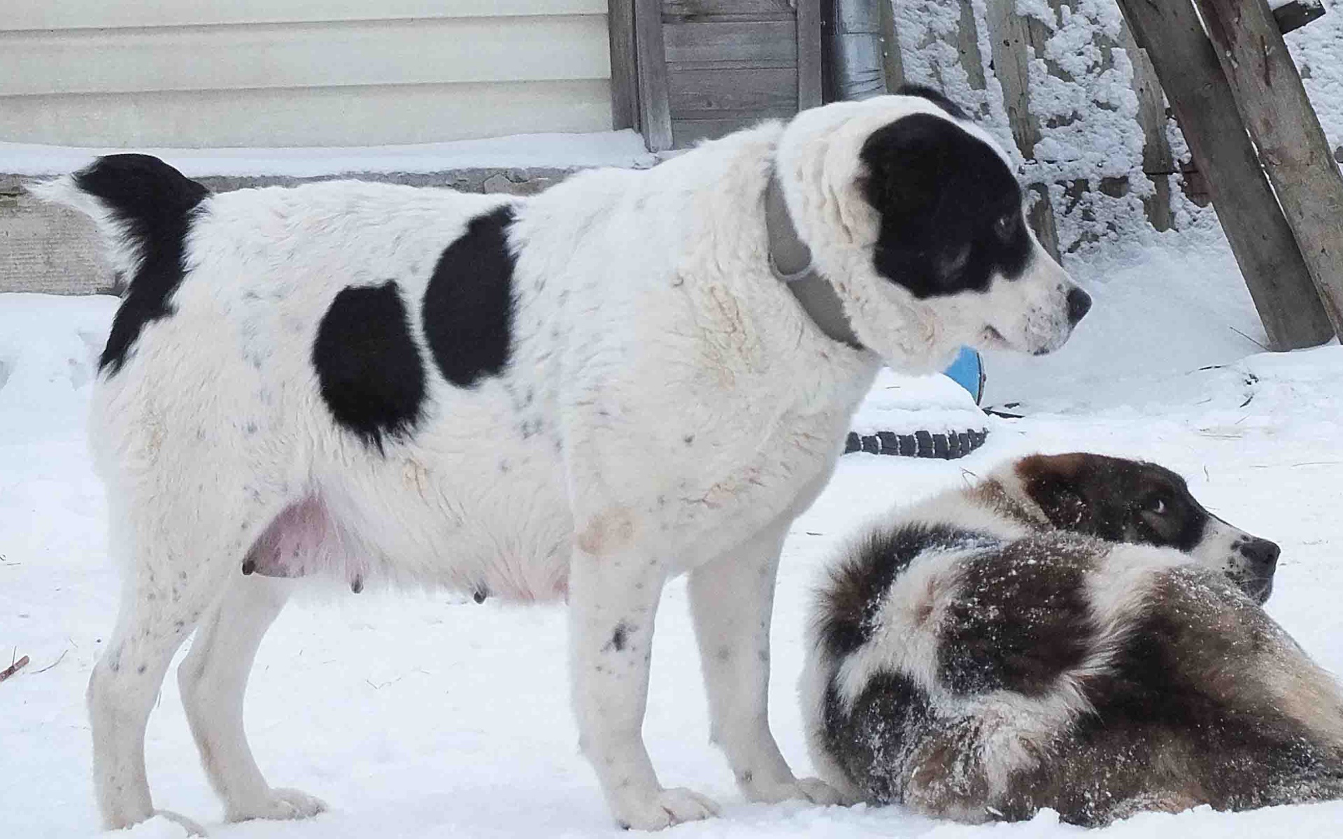 Пара алабаев на снегу