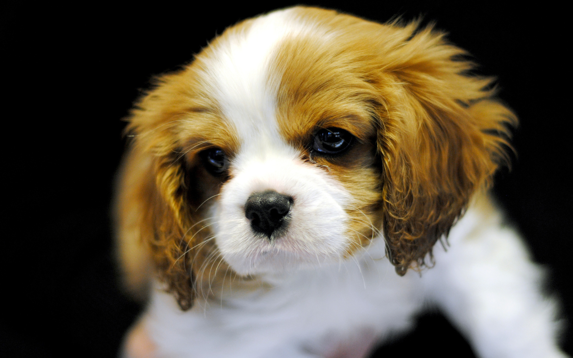 Милый щенок кавалер кинг чарльз спаниеля