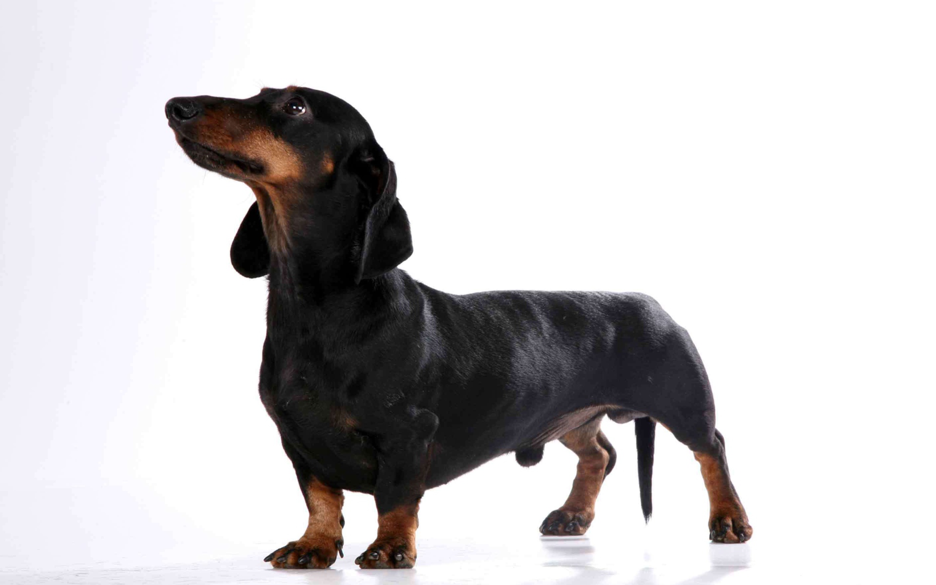 Милая собака такса